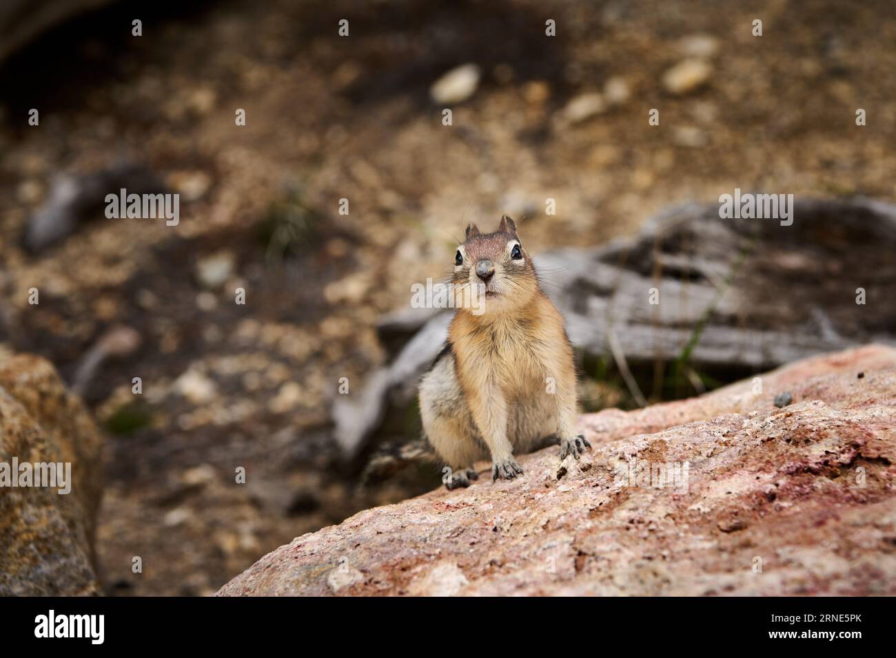 Least chipmunk (Neotamias minimus), Parc national de Yellowstone, Wyoming, États-Unis d'Amérique Banque D'Images