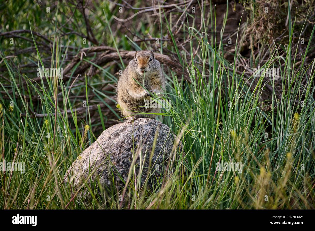 Écureuil terrestre d'Uinta (Spermophilus armatus) se nourrissant d'herbe, parc national de Yellowstone, Wyoming, États-Unis d'Amérique Banque D'Images