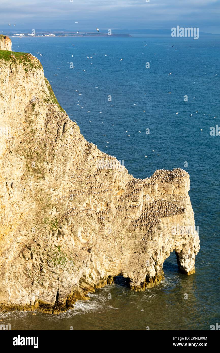 Falaises de Bempton falaises de craie de Bempton réserve RSPB Bempton East Riding of Yorkshire Coast Angleterre UK GB Europe Banque D'Images