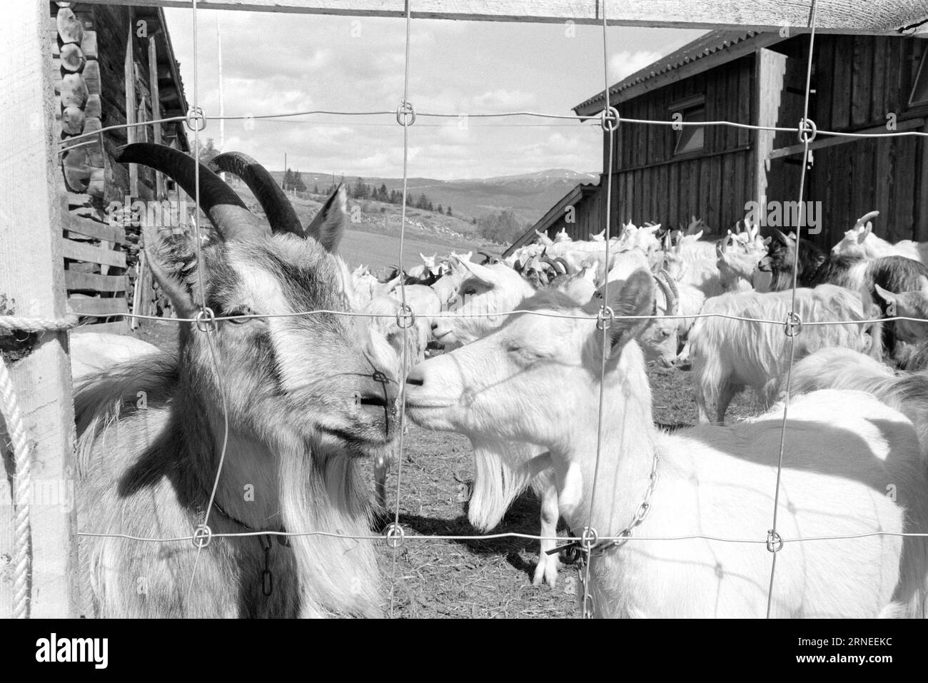 Current 24 - 5 - 1974 : 50 000 chevreaux de chèvre sur le tas d'ordures nous allons bien en Norvège. Chaque année, par exemple, nous pouvons nous permettre d’élever près de 400 000 kg de viande délicieuse qui a le goût de quelque chose entre le jeune poulet et le poulet à griller. Il ne vaut pas la peine d'élever les près de 50 000 bébés chèvres nouveau-nés qui naissent chaque année dans notre pays, et cela pourrait aider à utiliser toutes les terres ouvertes utiles pour la nourriture que nous avons la chance d'avoir autour de nous, en particulier un peu en haut de la montagne. Ces zones de pâturage ne peuvent être utilisées que par les moutons et les chèvres, tout en faisant plaisir aux touristes en y vivant Banque D'Images