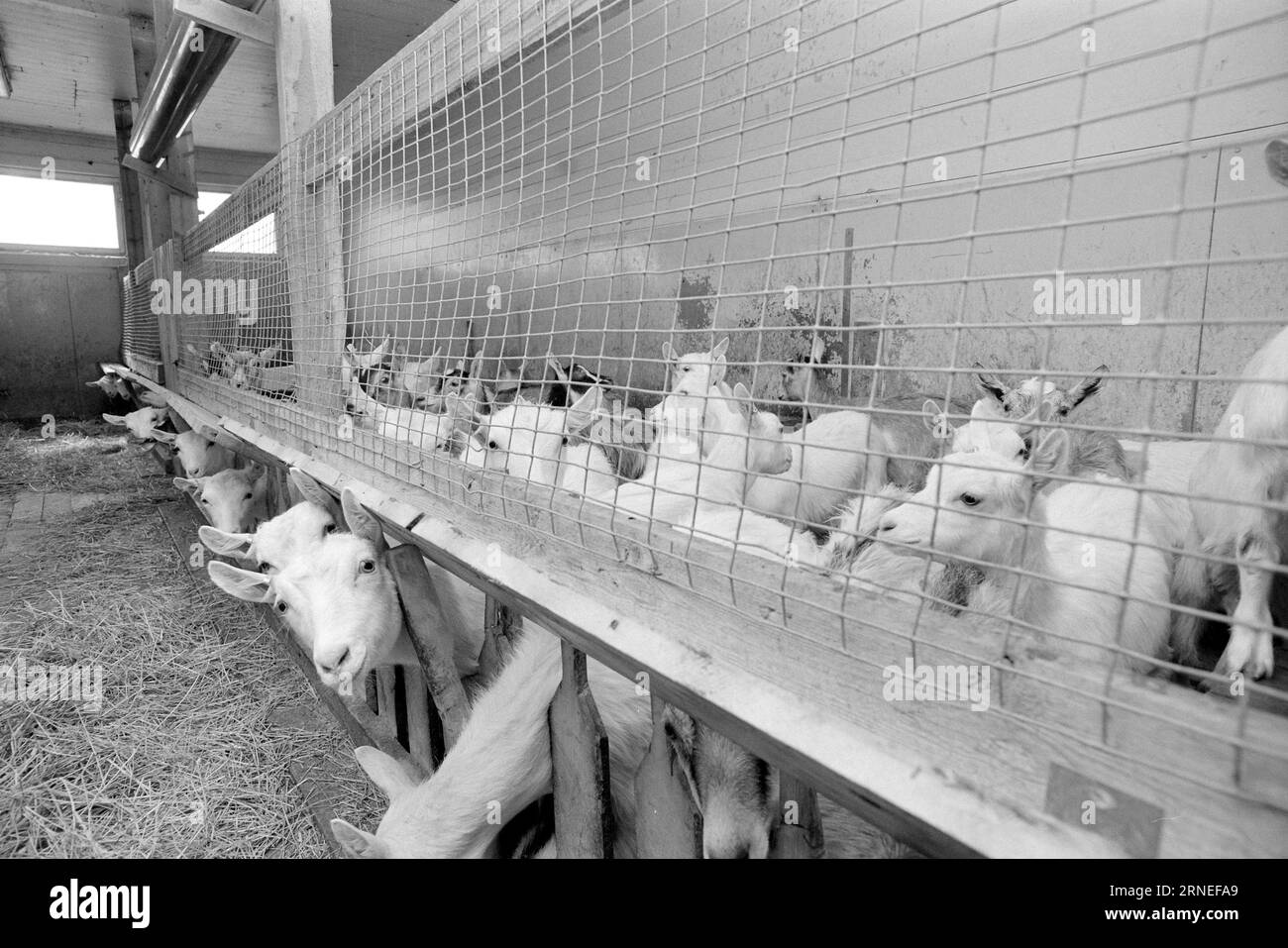 Current 24 - 5 - 1974 : 50 000 chevreaux de chèvre sur le tas d'ordures nous allons bien en Norvège. Chaque année, par exemple, nous pouvons nous permettre d’élever près de 400 000 kg de viande délicieuse qui a le goût de quelque chose entre le jeune poulet et le poulet à griller. Il ne vaut pas la peine de nourrir les près de 50 000 bébés chèvres nouveau-nés qui naissent chaque année dans notre pays, et cela pourrait aider à utiliser toutes les terres ouvertes utiles pour la nourriture que nous avons la chance d'avoir autour de nous, en particulier un peu en haut de la montagne. Ces zones de pâturage ne peuvent être utilisées que par les moutons et les chèvres, alors qu'en même temps ils ravissent les touristes avec Being Living Life i. Banque D'Images
