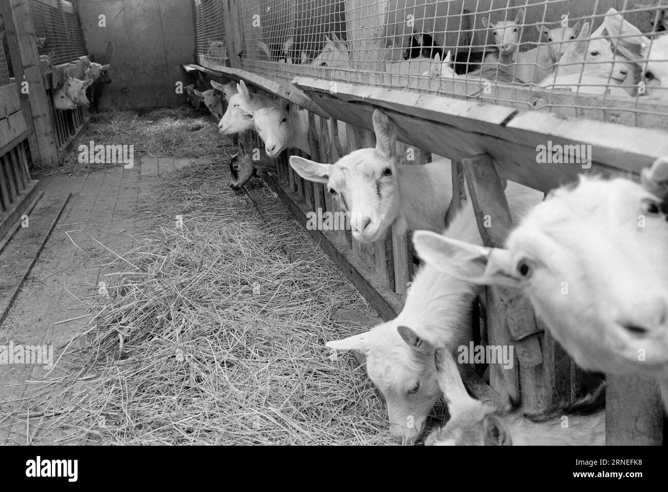 Current 24 - 5 - 1974 : 50 000 chevreaux de chèvre sur le tas d'ordures nous allons bien en Norvège. Chaque année, par exemple, nous pouvons nous permettre d’élever près de 400 000 kg de viande délicieuse qui a le goût de quelque chose entre le jeune poulet et le poulet à griller. Il ne vaut pas la peine d'élever les près de 50 000 bébés chèvres nouveau-nés qui naissent chaque année dans notre pays, et cela pourrait aider à utiliser toutes les terres ouvertes utiles pour la nourriture que nous avons la chance d'avoir autour de nous, en particulier un peu en haut de la montagne. Ces zones de pâturage ne peuvent être utilisées que par les moutons et les chèvres, tout en faisant plaisir aux touristes en y vivant Banque D'Images