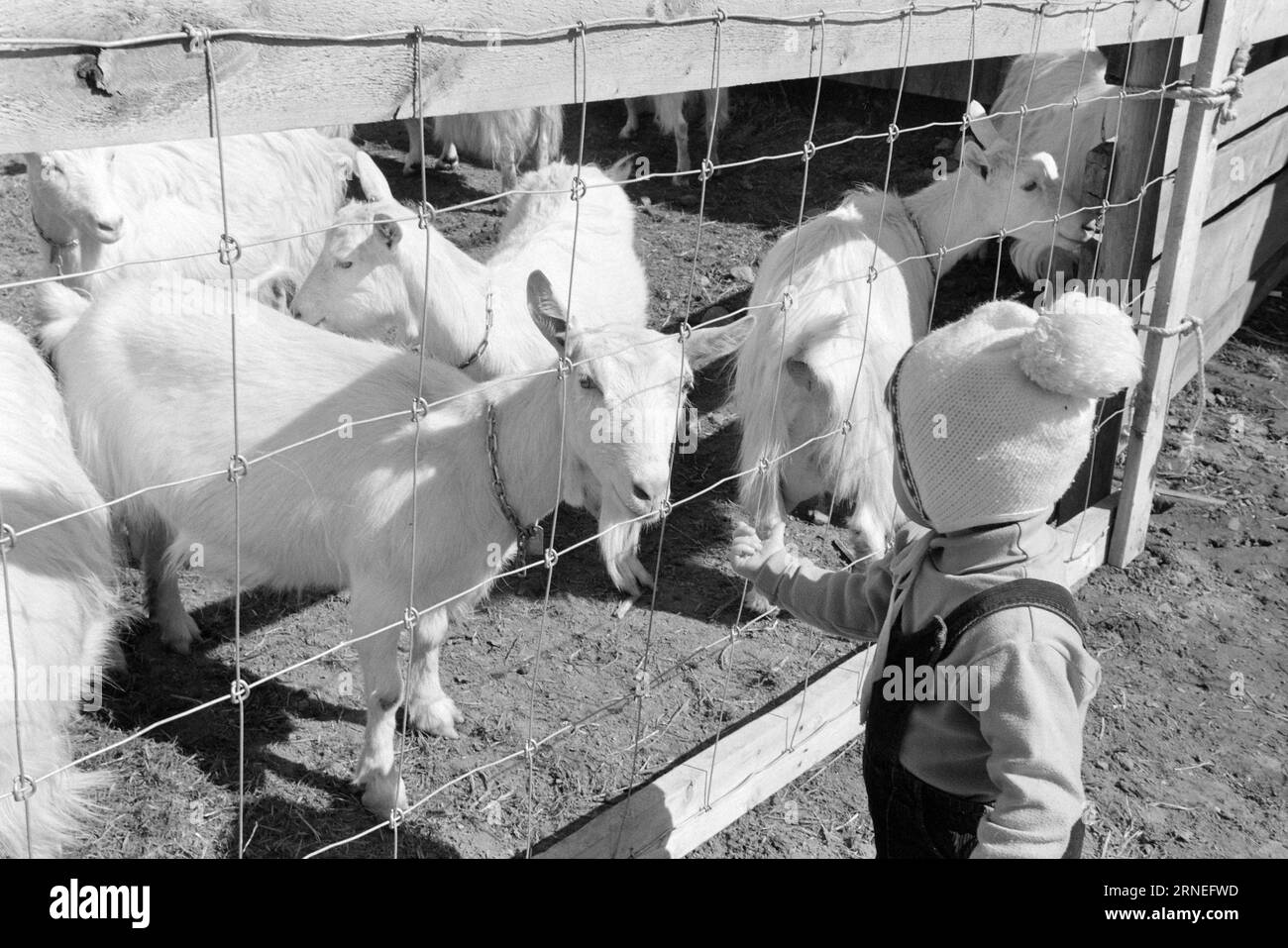 Current 24 - 5 - 1974 : 50 000 chevreaux de chèvre sur le tas d'ordures nous allons bien en Norvège. Chaque année, par exemple, nous pouvons nous permettre d’élever près de 400 000 kg de viande délicieuse qui a le goût de quelque chose entre le jeune poulet et le poulet à griller. Il ne vaut pas la peine de nourrir les près de 50 000 bébés chèvres nouveau-nés qui naissent chaque année dans notre pays, et cela pourrait aider à utiliser toutes les terres ouvertes utiles pour la nourriture que nous avons la chance d'avoir autour de nous, en particulier un peu en haut de la montagne. Ces zones de pâturage ne peuvent être utilisées que par les moutons et les chèvres, alors qu'en même temps ils plaisent aux touristes en étant la vie en t Banque D'Images