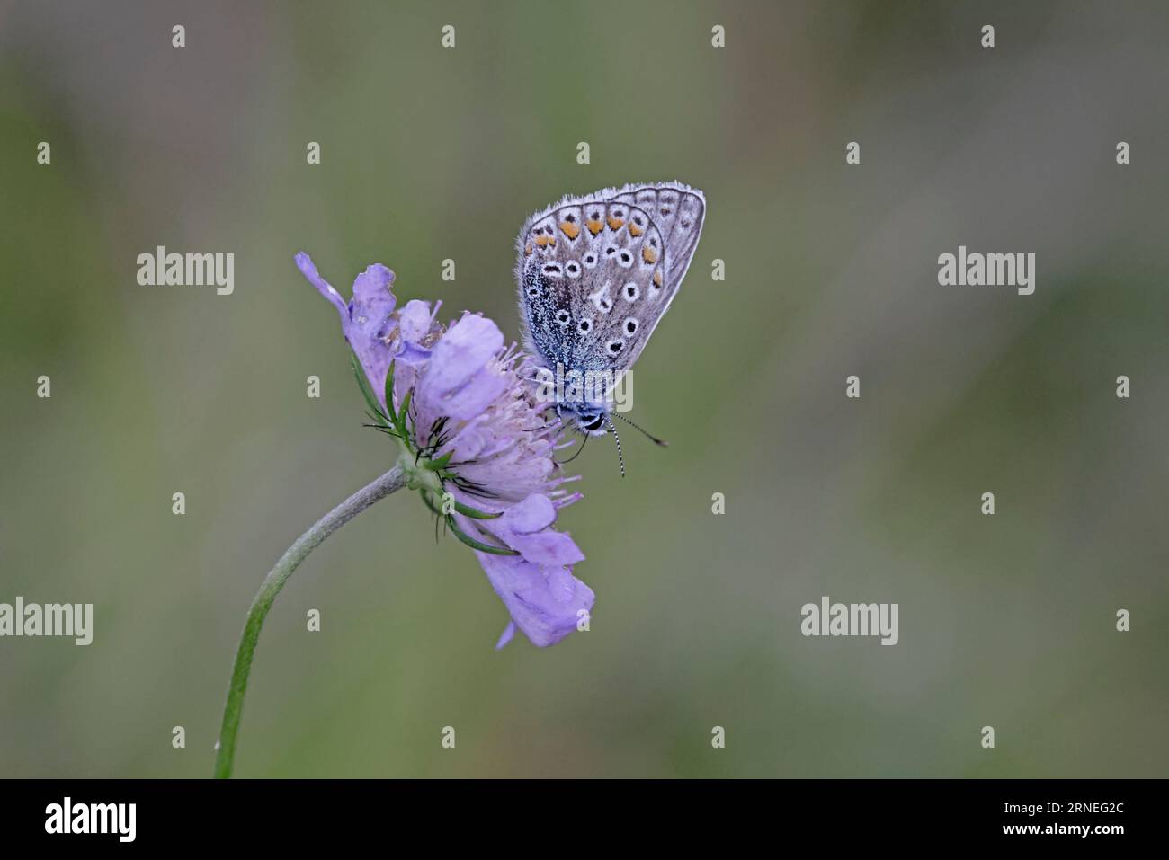 Papillon bleu commun Gloucestershire Banque D'Images