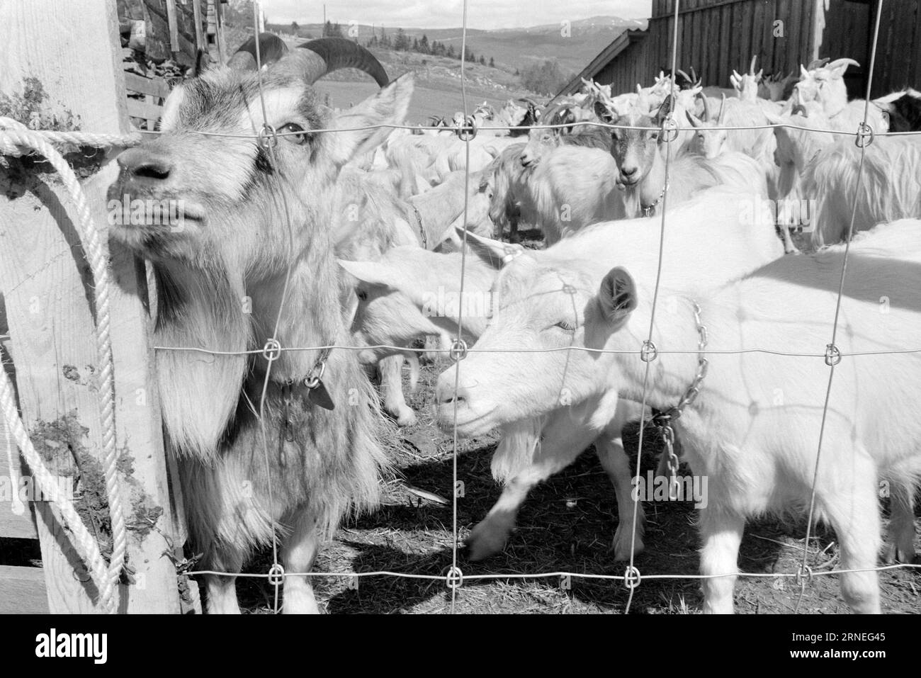 Current 24 - 5 - 1974 : 50 000 chevreaux de chèvre sur le tas d'ordures nous allons bien en Norvège. Chaque année, par exemple, nous pouvons nous permettre d’élever près de 400 000 kg de viande délicieuse qui a le goût de quelque chose entre le jeune poulet et le poulet à griller. Il ne vaut pas la peine de nourrir les près de 50 000 bébés chèvres nouveau-nés qui naissent chaque année dans notre pays, et cela pourrait aider à utiliser toutes les terres ouvertes utiles pour la nourriture que nous avons la chance d'avoir autour de nous, en particulier un peu en haut de la montagne. Ces zones de pâturage ne peuvent être utilisées que par les moutons et les chèvres, alors qu'en même temps ils plaisent aux touristes en étant la vie en t Banque D'Images