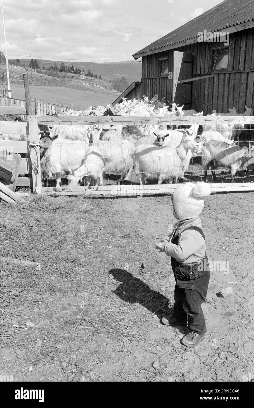 Current 24 - 5 - 1974 : 50 000 chevreaux de chèvre sur le tas d'ordures nous allons bien en Norvège. Chaque année, par exemple, nous pouvons nous permettre d’élever près de 400 000 kg de viande délicieuse qui a le goût de quelque chose entre le jeune poulet et le poulet à griller. Il ne vaut pas la peine d'élever les près de 50 000 bébés chèvres nouveau-nés qui naissent chaque année dans notre pays, et cela pourrait aider à utiliser toutes les terres ouvertes utiles pour la nourriture que nous avons la chance d'avoir autour de nous, en particulier un peu en haut de la montagne. Ces zones de pâturage ne peuvent être utilisées que par les moutons et les chèvres, tout en faisant plaisir aux touristes en y vivant Banque D'Images