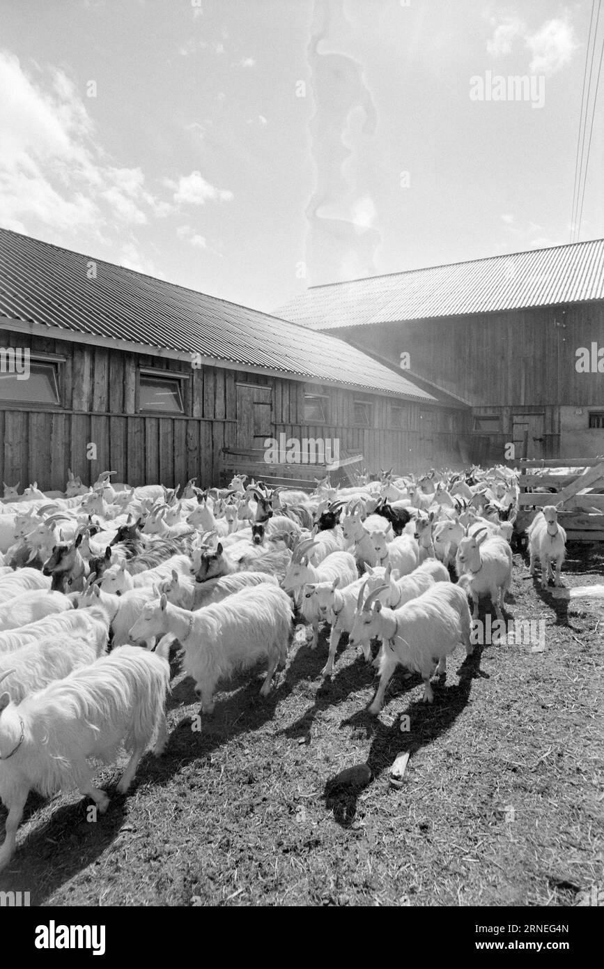 Current 24 - 5 - 1974 : 50 000 chevreaux de chèvre sur le tas d'ordures nous allons bien en Norvège. Chaque année, par exemple, nous pouvons nous permettre d’élever près de 400 000 kg de viande délicieuse qui a le goût de quelque chose entre le jeune poulet et le poulet à griller. Il ne vaut pas la peine de nourrir les près de 50 000 bébés chèvres nouveau-nés qui naissent chaque année dans notre pays, et cela pourrait aider à utiliser toutes les terres ouvertes utiles pour la nourriture que nous avons la chance d'avoir autour de nous, en particulier un peu en haut de la montagne. Ces zones de pâturage ne peuvent être utilisées que par les moutons et les chèvres, alors qu'en même temps ils plaisent aux touristes en étant la vie en t Banque D'Images