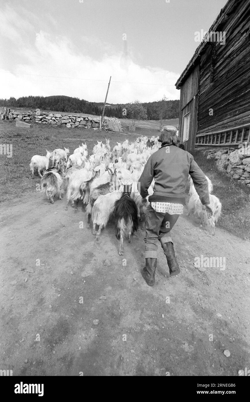 Current 24 - 5 - 1974 : 50 000 chevreaux de chèvre sur le tas d'ordures nous allons bien en Norvège. Chaque année, par exemple, nous pouvons nous permettre d’élever près de 400 000 kg de viande délicieuse qui a le goût de quelque chose entre le jeune poulet et le poulet à griller. Il ne vaut pas la peine de nourrir les près de 50 000 bébés chèvres nouveau-nés qui naissent chaque année dans notre pays, et cela pourrait aider à utiliser toutes les terres ouvertes utiles pour la nourriture que nous avons la chance d'avoir autour de nous, en particulier un peu en haut de la montagne. Ces zones de pâturage ne peuvent être utilisées que par les moutons et les chèvres, alors qu'en même temps ils plaisent aux touristes en étant la vie en t Banque D'Images