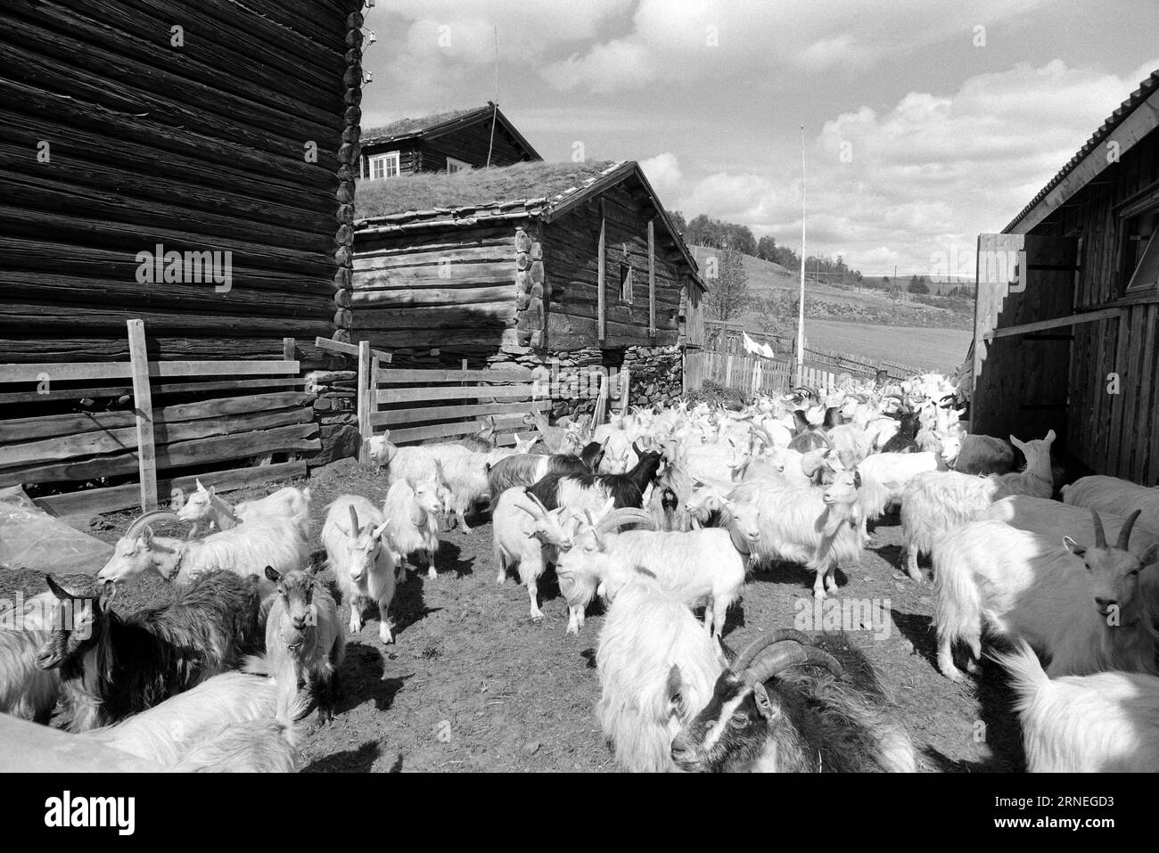 Current 24 - 5 - 1974 : 50 000 chevreaux de chèvre sur le tas d'ordures nous allons bien en Norvège. Chaque année, par exemple, nous pouvons nous permettre d’élever près de 400 000 kg de viande délicieuse qui a le goût de quelque chose entre le jeune poulet et le poulet à griller. Il ne vaut pas la peine de nourrir les près de 50 000 bébés chèvres nouveau-nés qui naissent chaque année dans notre pays, et cela pourrait aider à utiliser toutes les terres ouvertes utiles pour la nourriture que nous avons la chance d'avoir autour de nous, en particulier un peu en haut de la montagne. Ces zones de pâturage ne peuvent être utilisées que par les moutons et les chèvres, alors qu'en même temps ils plaisent aux touristes en étant la vie en t Banque D'Images