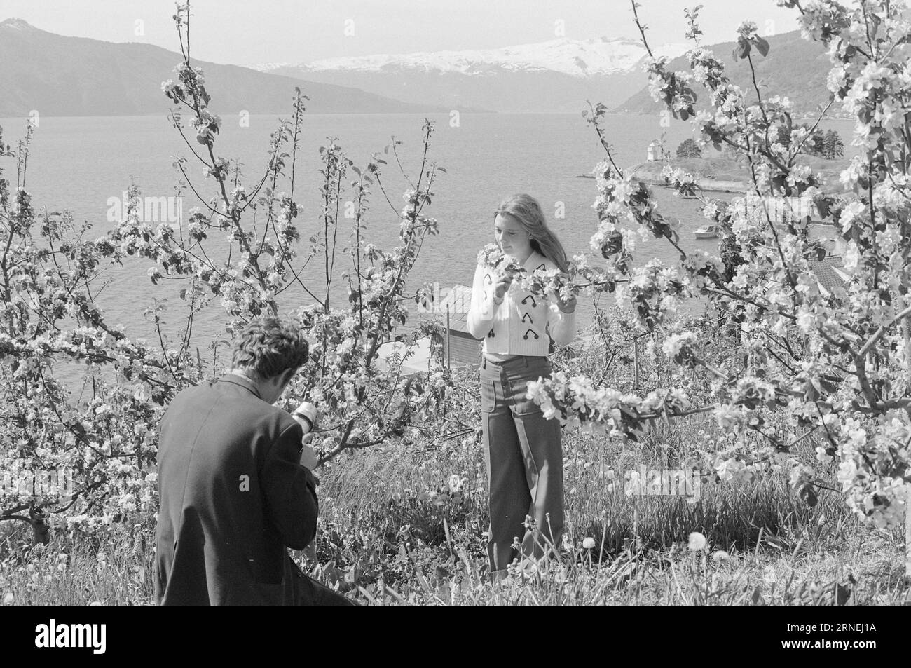 Current 21 - 1974 : maintenant, les choses fleurissent dans le comté fruitiqueLe jardin expérimental Njøs à Leikanger a aidé à trouver des arbres fruitiers qui prospèrent à Sogn et dans l'ouest de la Norvège en général. Les agriculteurs sur les bords, avec des jardins aux flancs escarpés qui ne conviennent pas à l'agriculture mécanisée, doivent investir dans la culture des fruits et des baies. Photo : Sverre A. Børretzen / Aktuell / NTB ***PHOTO NON TRAITÉE*** ce texte a été traduit automatiquement! Banque D'Images