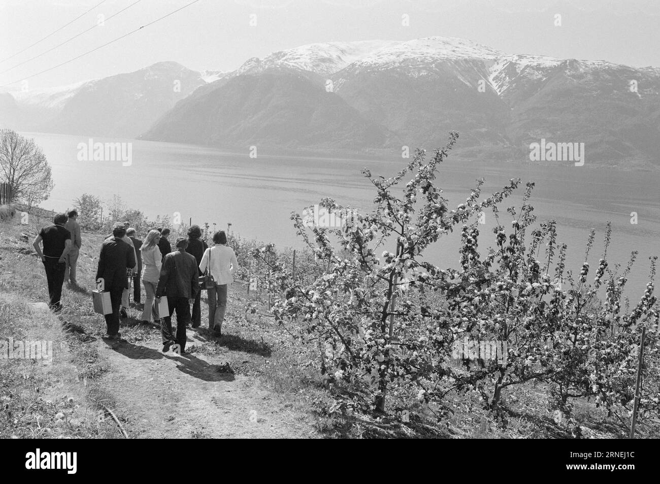 Current 21 - 1974 : maintenant, les choses fleurissent dans le comté fruitiqueLe jardin expérimental Njøs à Leikanger a aidé à trouver des arbres fruitiers qui prospèrent à Sogn et dans l'ouest de la Norvège en général. Les agriculteurs sur les bords, avec des jardins aux flancs escarpés qui ne conviennent pas à l'agriculture mécanisée, doivent investir dans la culture des fruits et des baies. Photo : Sverre A. Børretzen / Aktuell / NTB ***PHOTO NON TRAITÉE*** ce texte a été traduit automatiquement! Banque D'Images