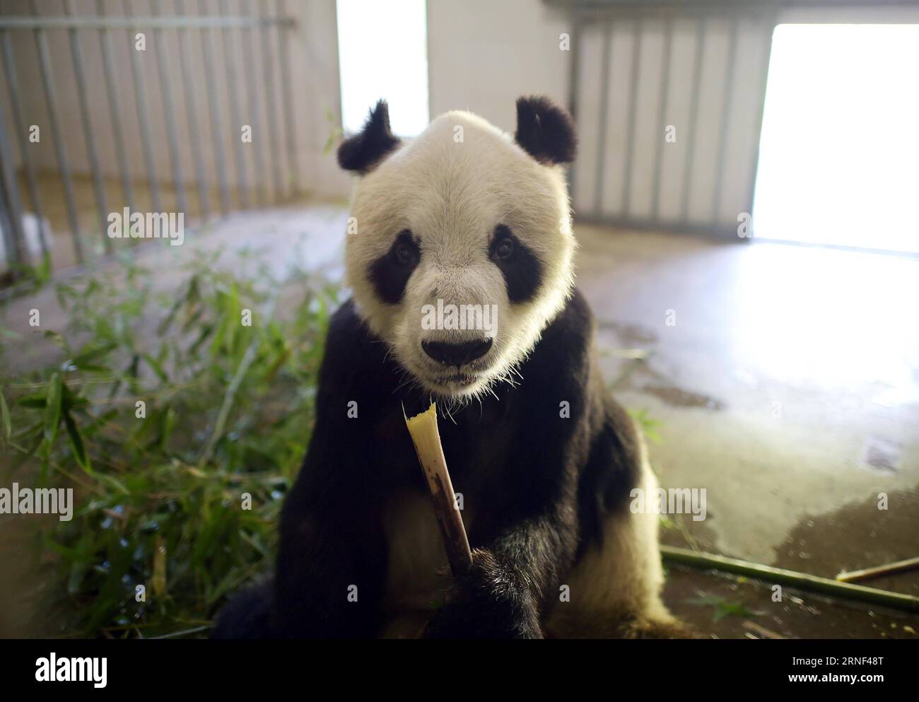 (160717) -- DUJIANGYAN, 17 juillet 2016 -- Panpan, actuellement le plus vieux panda mâle vivant au monde, mange du bambou à la base de Dujiangyan du Centre de conservation et de recherche sur le panda géant dans le sud-ouest de la province du Sichuan, le 15 juillet 2016. Huit pandas géants âgés de plus de 20 ans vivent à la base de Dujiangyan. Car l'âge réel du panda géant équivaut à quatre fois celui des êtres humains, de sorte que l'âge de 20 ans équivaut à 100 ans chez les humains. La base de Dujiangyan, qui entreprend le travail de contrôle et de prévention des maladies pour les pandas, agit également comme infirmière Banque D'Images