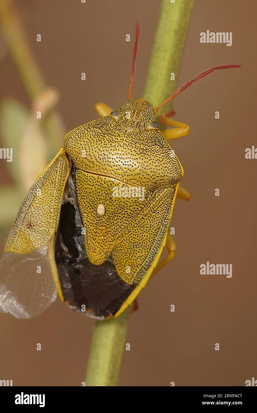 Gros plan vertical naturel sur un insecte de bouclier de gorse adulte coloré, Piezodorus lituratus assis sur la végétation Banque D'Images