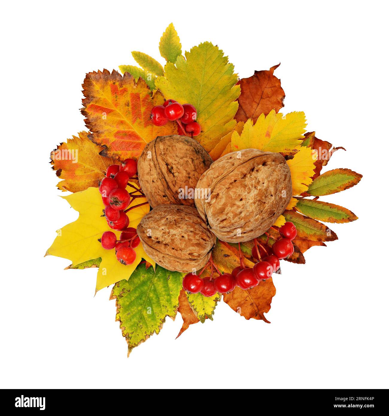 Composition d'automne avec des noix, des baies, des feuilles séchées dans les couleurs jaune, orange et vert isolé sur blanc Banque D'Images