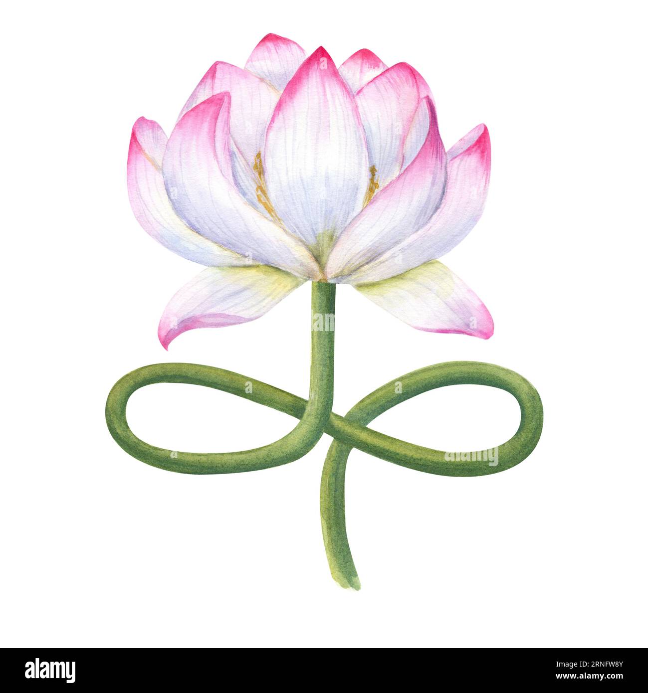 Délicieuse fleur de lotus avec tige incurvée. Délicat nénuphar fleuri. Tige imite la position du lotus. Illustration aquarelle isolée sur blanc Banque D'Images