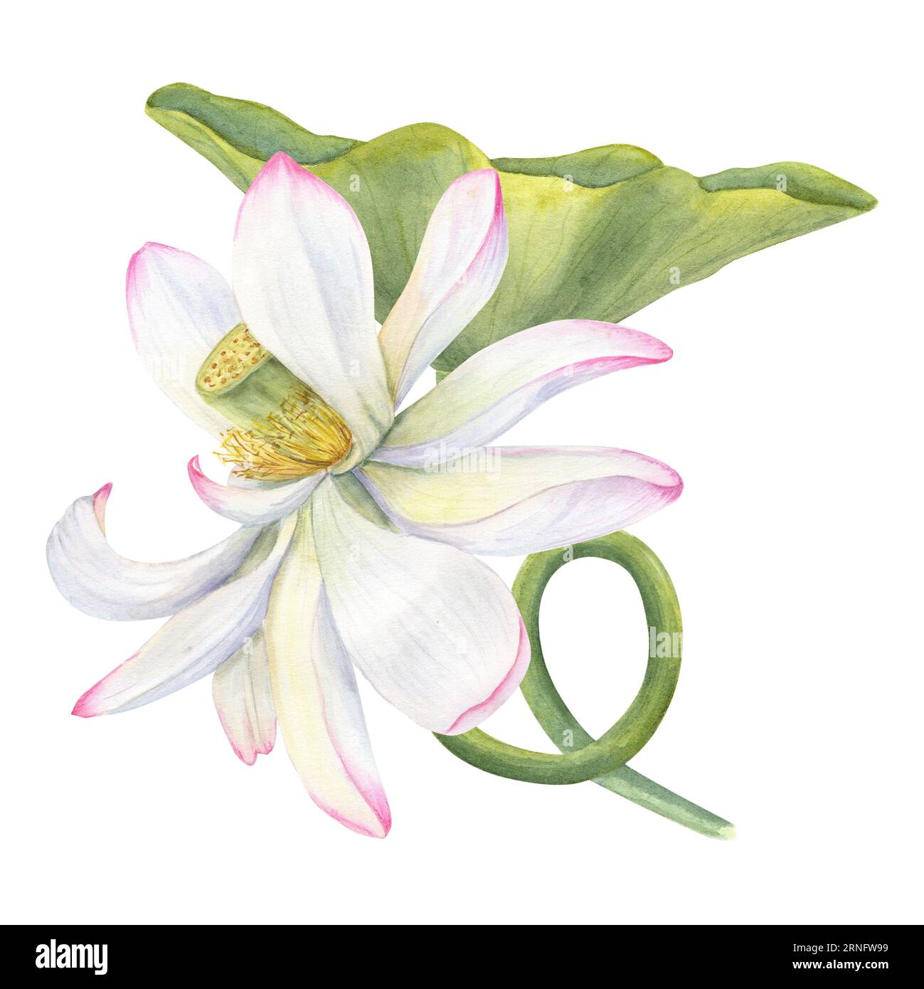 Fleur de Lotus ?Ink et feuille incurvée. Délicat nénuphar fleuri. Éléments floraux. Illustration aquarelle isolée sur fond blanc. Banque D'Images