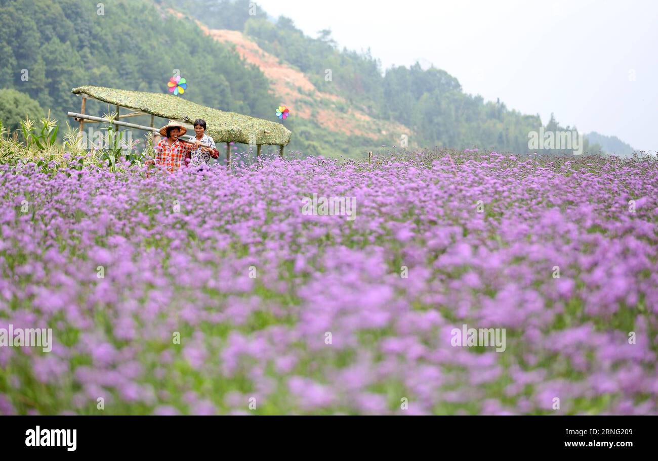 (160902) -- NAN, 2 septembre 2016 -- des villageois passent devant des fleurs de verveine à Xiangyang Town dans la ville de Nan an an, province du Fujian dans le sud-est de la Chine, 2 septembre 2016.) (Yxb) CHINA-FUJIAN-NAN AN-VERBENA FLOWER(CN) ZhangxJiuqiang PUBLICATIONxNOTxINxCHN 160902 Nan à sept 2 2016 villageois passent devant Verbena fleurs À Xiang Yang Town in Nan to City South East China S Fujian province sept. 2 2016 yxb China Fujian to Verbena Flower CN ZhangxBLINXICN0xPUTNOXIONTPUTNOXIONXNO Banque D'Images