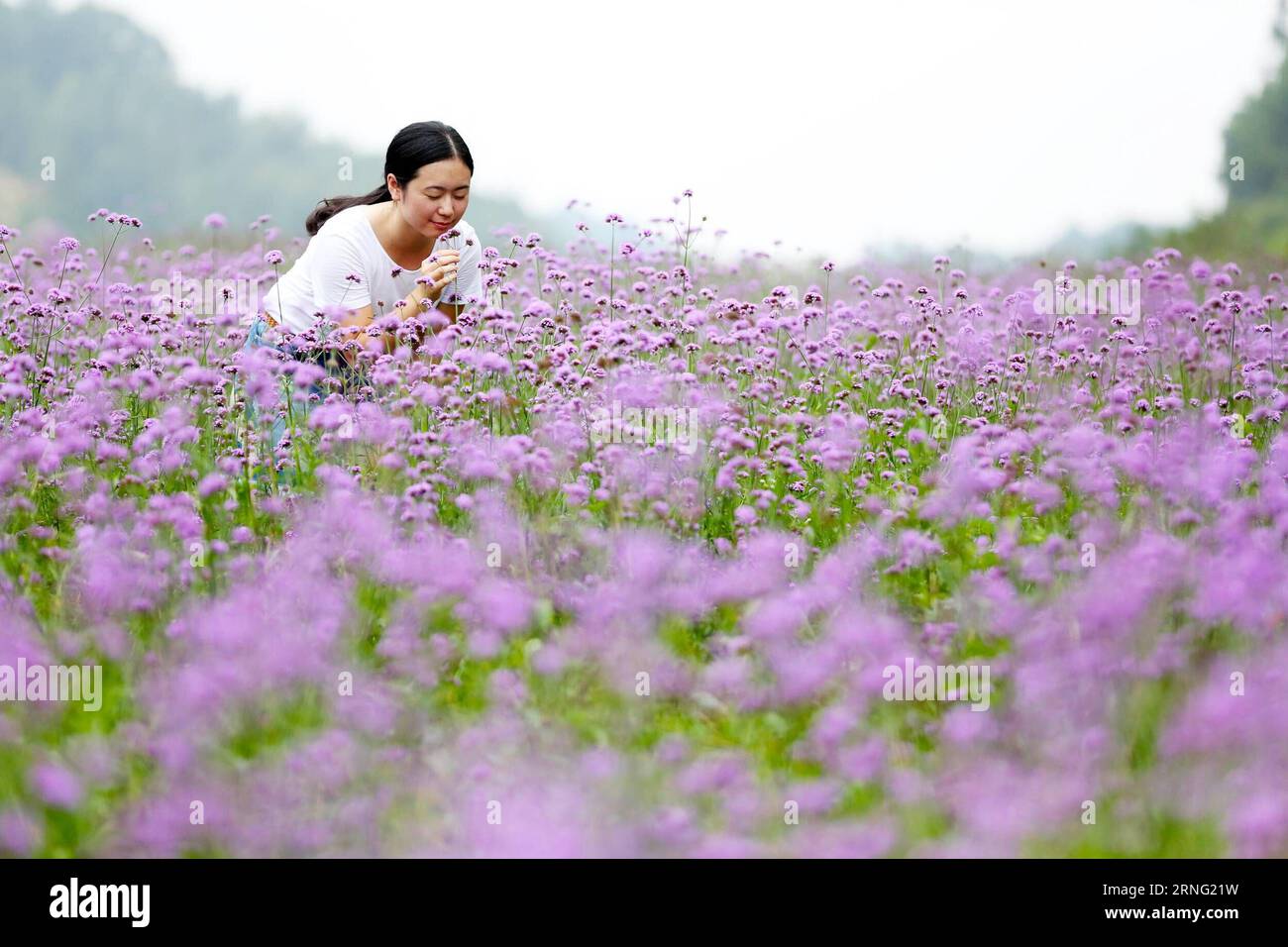 (160902) -- NAN, 2 septembre 2016 -- Une femme s'amuse parmi les fleurs de verveine à Xiangyang Town dans la ville de Nan an an, province du Fujian dans le sud-est de la Chine, 2 septembre 2016.) (Yxb) CHINA-FUJIAN-NAN AN-VERBENA FLOWER(CN) ZhangxJiuqiang PUBLICATIONxNOTxINxCHN 160902 Nan À septembre 2 2016 une femme s'amuse parmi les fleurs de Verbena à Xiang Yang Town in Nan to City South East China S Fujian province sept 2 2016 yxb China Fujian to Verbena Flower CN ZhangxIONTchionTang Banque D'Images