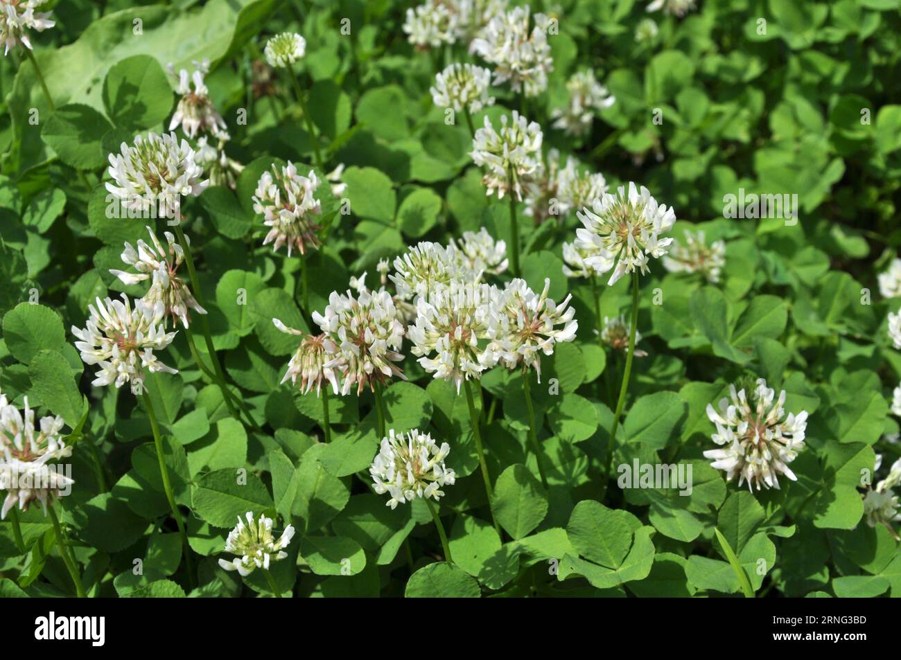 Le trèfle est de nature blanche (Trifolium repens) Banque D'Images