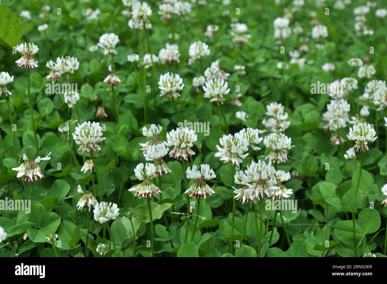 Le trèfle est de nature blanche (Trifolium repens) Banque D'Images
