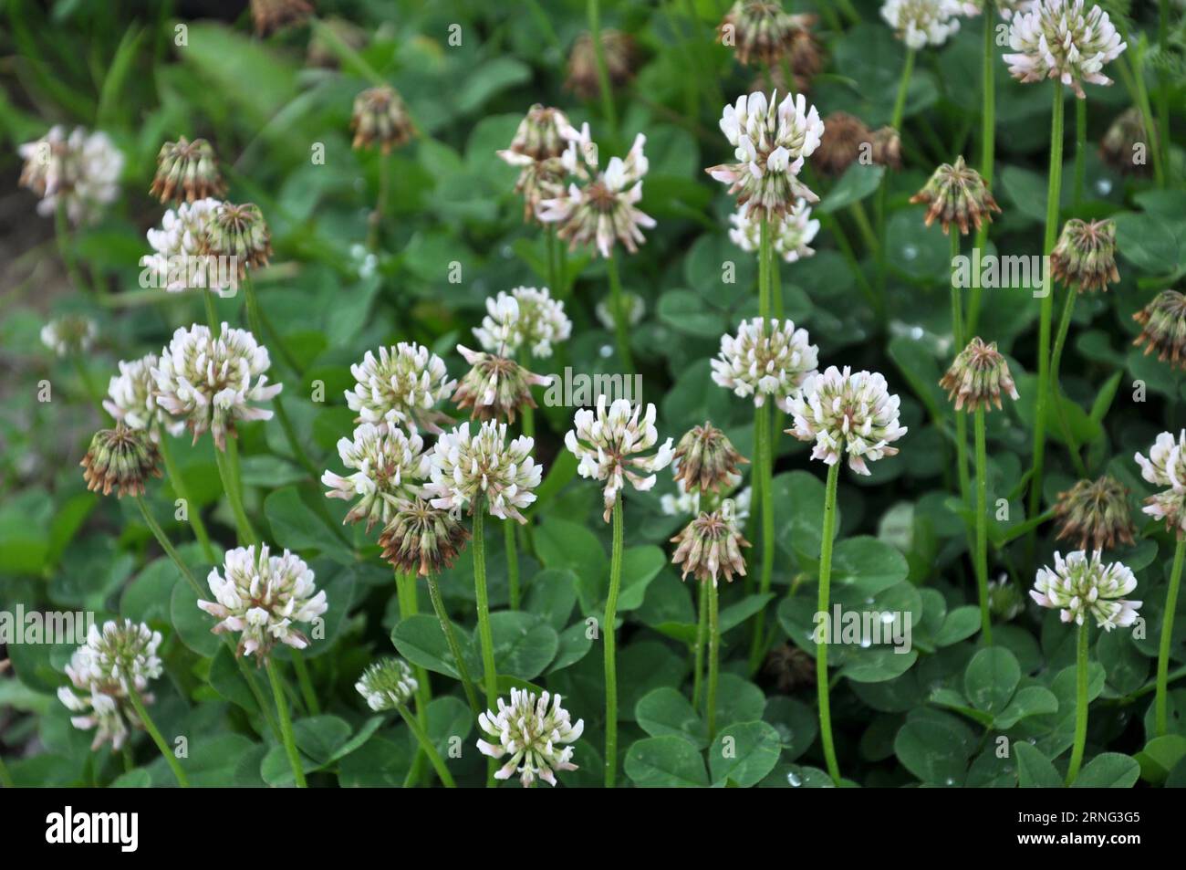 Le trèfle est de nature blanche (Trifolium repens) Banque D'Images