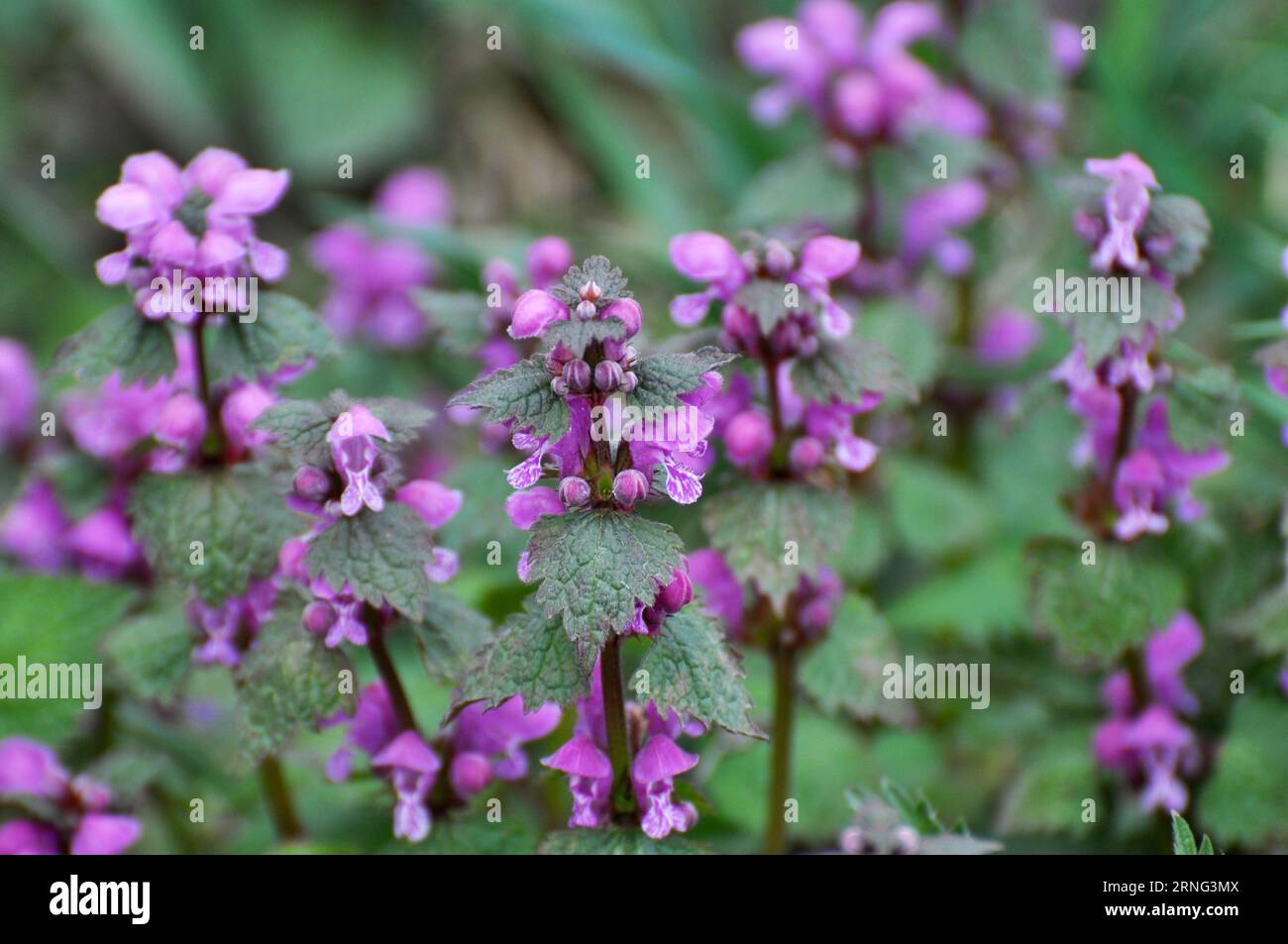 Il fleurit dans le violet d'ortie sourd sauvage (Lamium purpueum) Banque D'Images