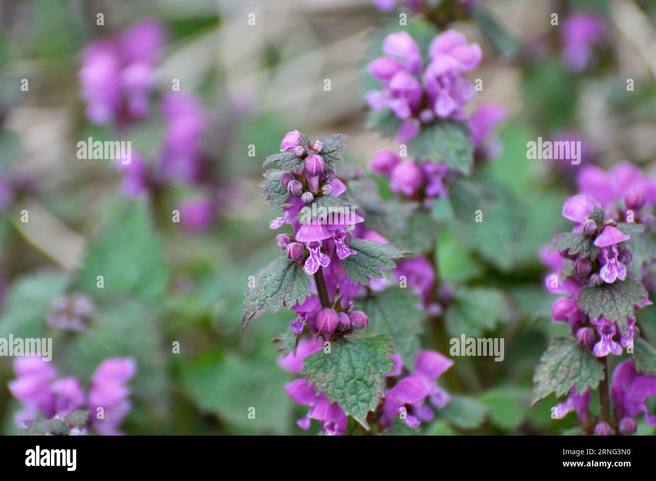 Il fleurit dans le violet d'ortie sourd sauvage (Lamium purpueum) Banque D'Images