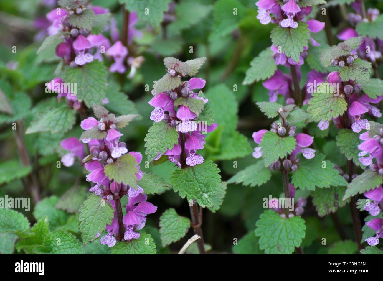 Il fleurit dans le violet d'ortie sourd sauvage (Lamium purpueum) Banque D'Images