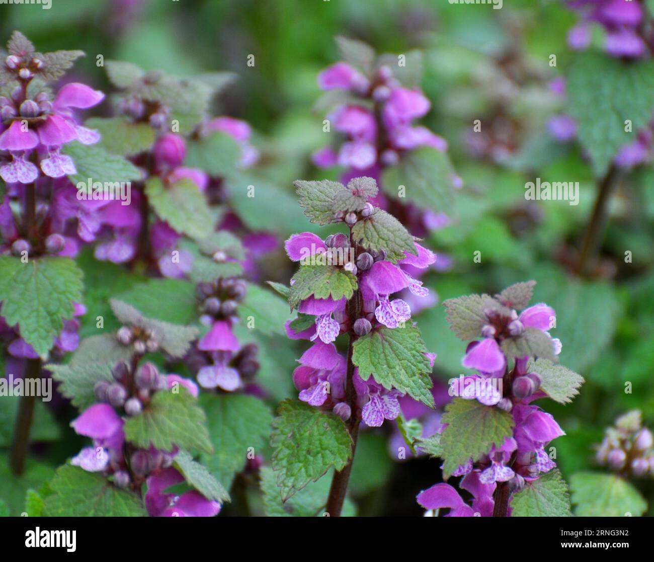 Il fleurit dans le violet d'ortie sourd sauvage (Lamium purpueum) Banque D'Images