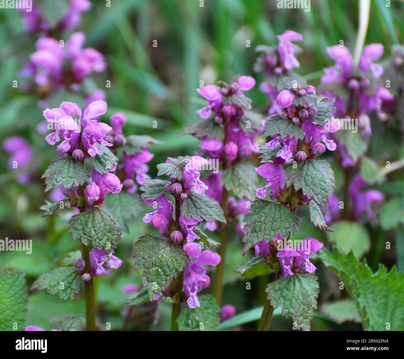 Il fleurit dans le violet d'ortie sourd sauvage (Lamium purpueum) Banque D'Images