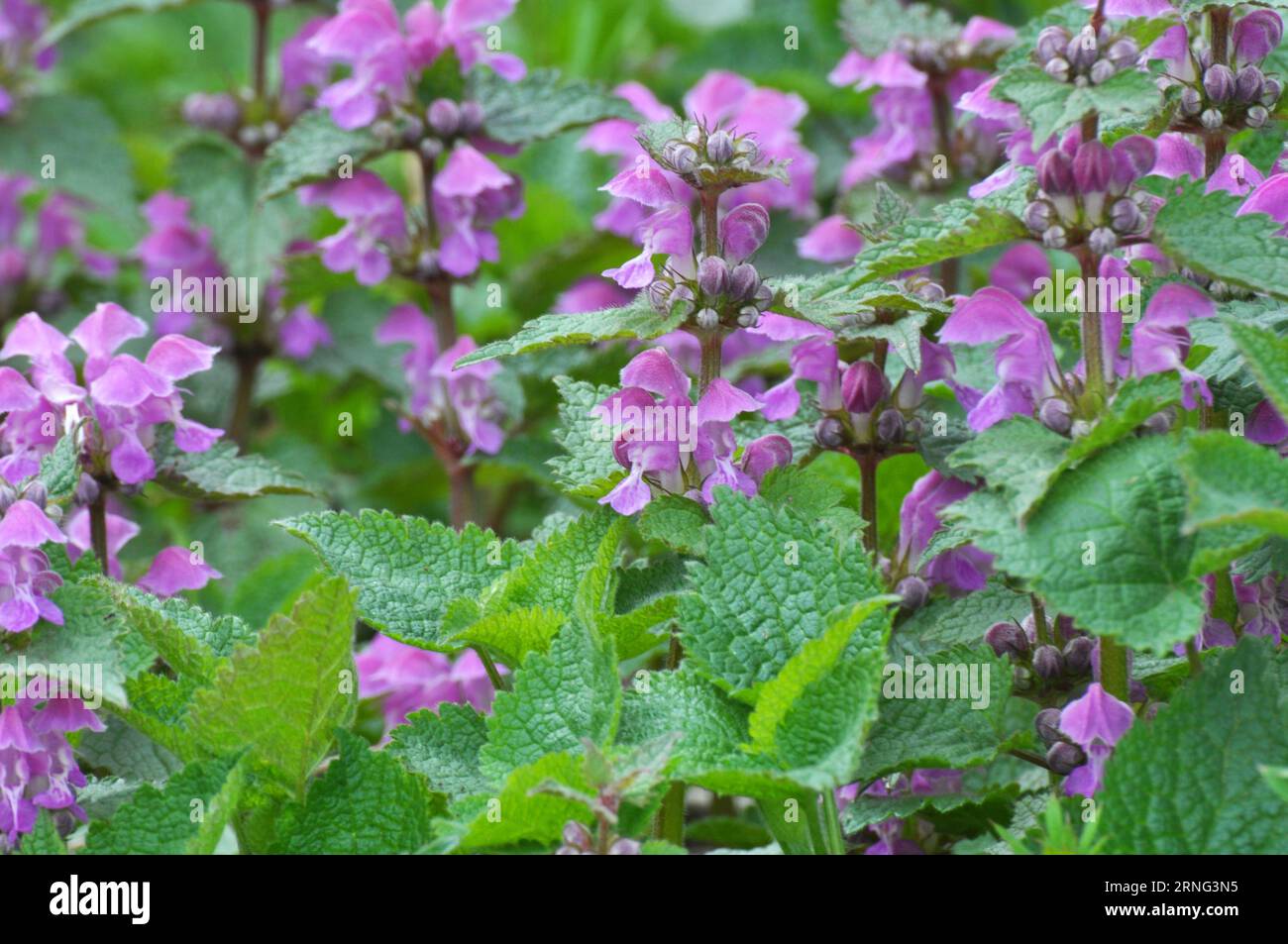 Il fleurit dans le violet d'ortie sourd sauvage (Lamium purpueum) Banque D'Images