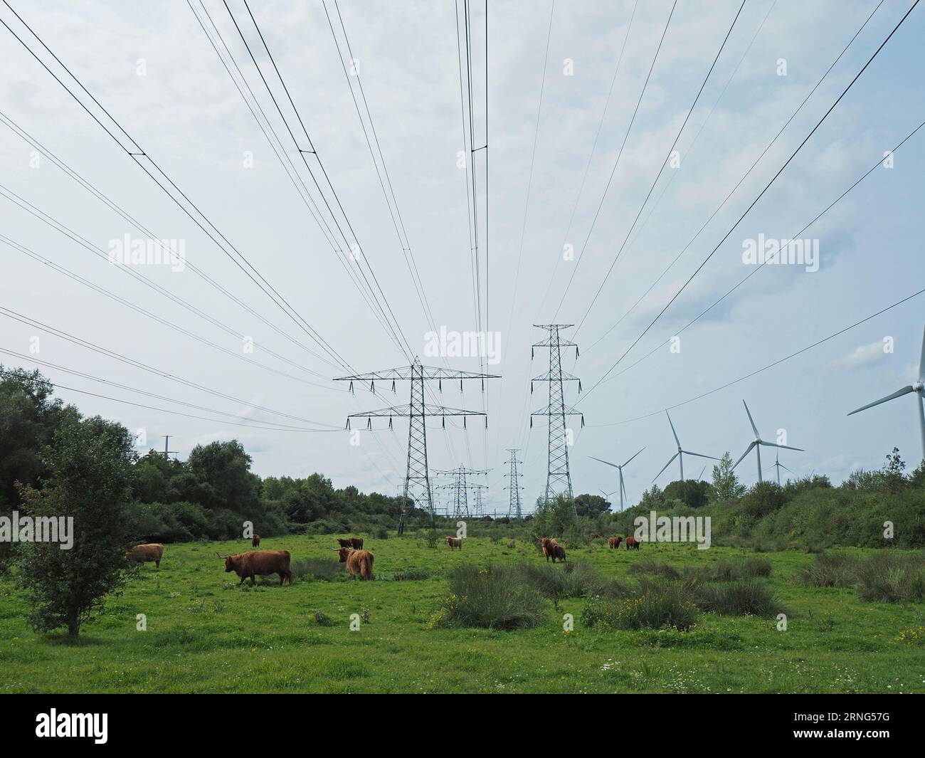 La transition énergétique transforme le paysage de la campagne néerlandaise près de Borssele, Zeeland, pays-Bas. Scottish highlander Battle grazi Banque D'Images