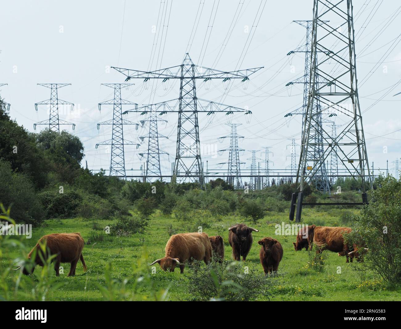 La transition énergétique transforme le paysage de la campagne néerlandaise près de Borssele, Zeeland, pays-Bas. Bétail écossais highlander Banque D'Images