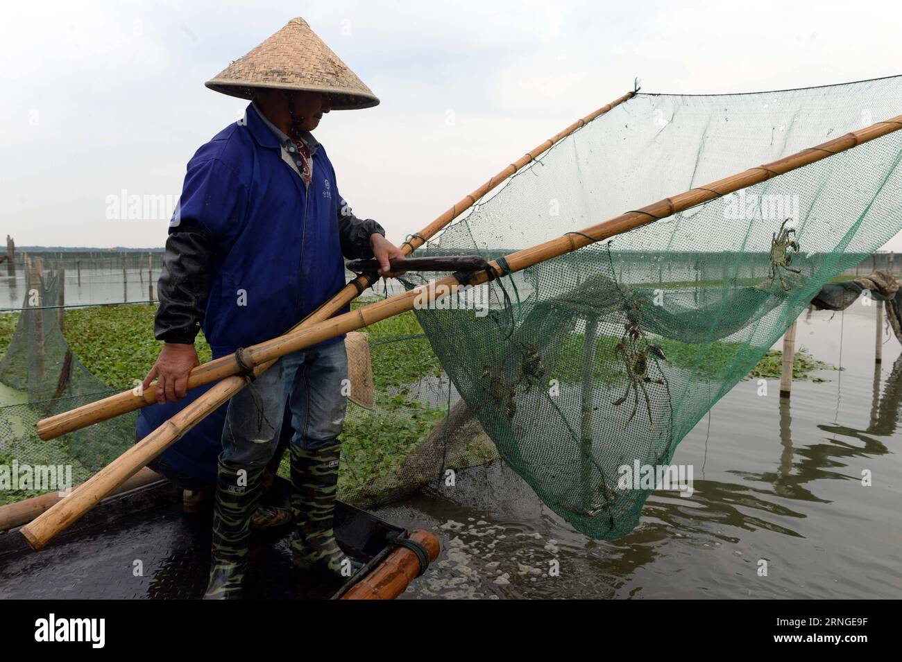 SUZHOU, le 23 septembre 2016 -- Un pêcheur récolte des crabes chinois à moufles sur le lac Yangcheng à Suzhou, dans la province de Jiangsu, dans l est de la Chine, le 23 septembre 2016. La saison de récolte 2016 pour le crabe moufle chinois (Eriocheir sinensis) dans le lac Yangcheng, une importante région productrice, a débuté vendredi. Aussi connu sous le nom de grand crabe d'écluse, les crabes chinois à moufles sont appréciés par de nombreux amateurs de gourmets. (wx) CHINA-JIANGSU-YANGCHENG LAKE-CHINESE MITTEN CRABE-MOISSON (CN) JixChunpeng PUBLICATIONxNOTxINxCHN Suzhou septembre 23 2016 un pêcheur récolte des crabes moyens chinois SUR le lac Yang Cheng à Suzhou East China S Jiangsu P Banque D'Images