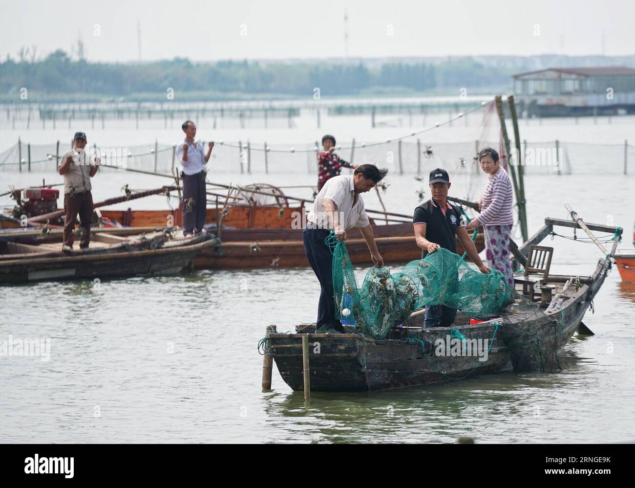 SUZHOU, le 23 septembre 2016 -- des pêcheurs récoltent des crabes chinois à moufles sur le lac Yangcheng à Suzhou, dans la province de Jiangsu, dans l est de la Chine, le 23 septembre 2016. La saison de récolte 2016 pour le crabe moufle chinois (Eriocheir sinensis) dans le lac Yangcheng, une importante région productrice, a débuté vendredi. Aussi connu sous le nom de grand crabe d'écluse, les crabes chinois à mitaines sont appréciés par de nombreux amateurs de gourmets. (wx) CHINA-JIANGSU-YANGCHENG LAKE-CHINESE MOUFLES CRABE-MOISSON (CN) JixChunpeng PUBLICATIONxNOTxINxCHN Suzhou septembre 23 2016 pêcheurs récoltent des crabes moyens chinois SUR le lac Yang Cheng à Suzhou East China S Jiangsu Provi Banque D'Images