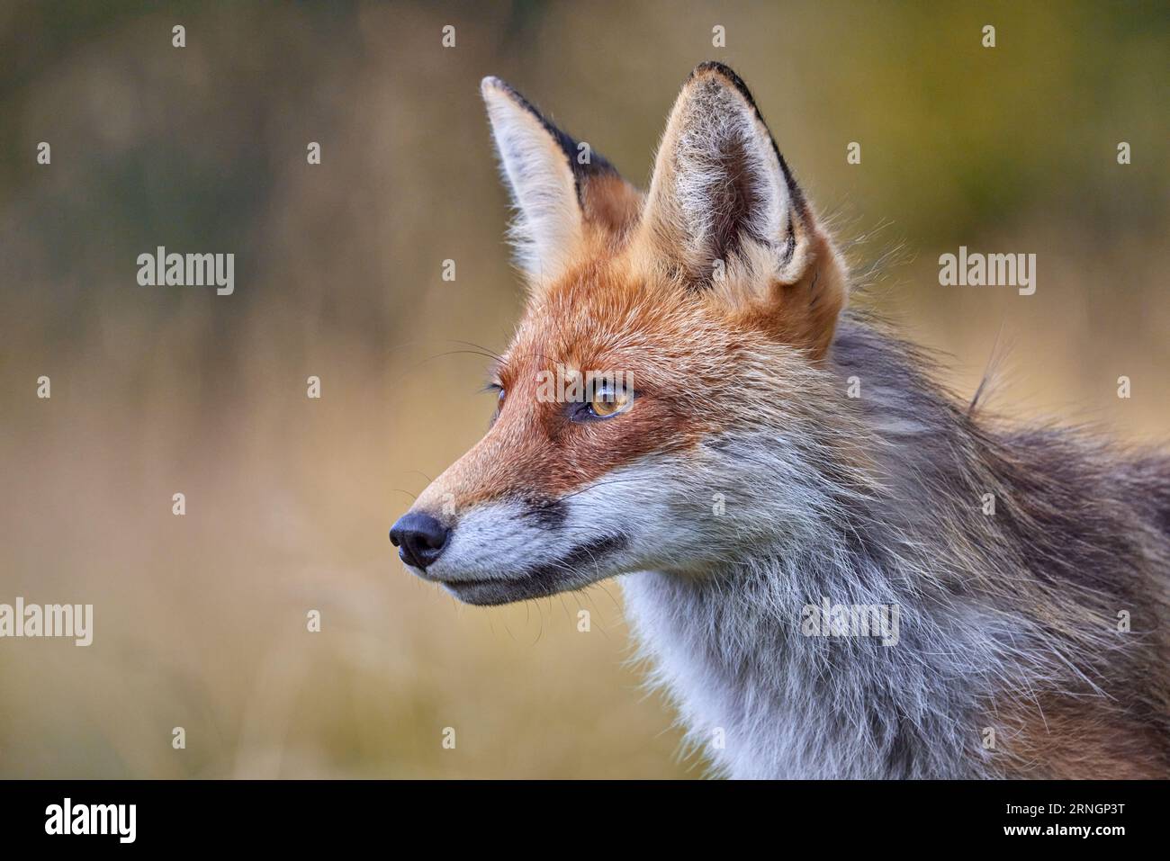 Renard rouge sur fond flou dans l'habitat naturel (Vulpes vulpes) Banque D'Images