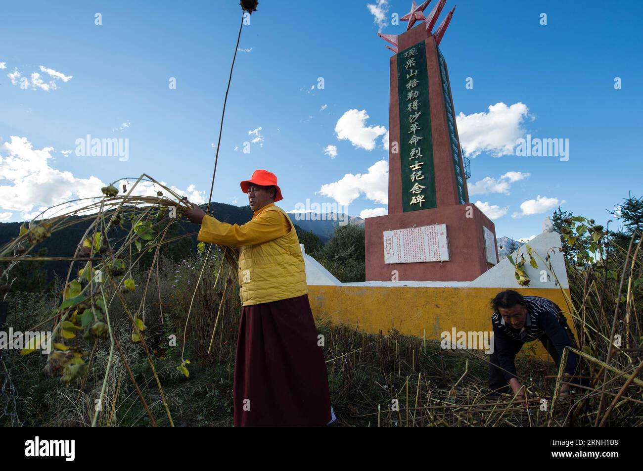 (161021) -- DANBA, 21 octobre 2016 -- Bouddha vivant Danbei Jiangcan broute le champ autour d'une tombe pour les martyrs de l'Armée rouge au monastère de Ding Guo Shan dans le comté de Danba, préfecture autonome tibétaine de Ganzi, province du Sichuan du sud-ouest de la Chine, 18 octobre 2016. Entouré de couronnes ondulées de nuages, le monastère de Ding Guo Shan se trouve au sommet d'une montagne dans le comté reculé de Danba. Ce qui le rend unique est un bâtiment de monastère traditionnel de deux étages à côté du hall principal qui a été récemment peint en rouge et jaune. C'est une salle d'exposition du site de bataille de l'Armée rouge avec plus de 3 000 expositions rares en elle. Banque D'Images