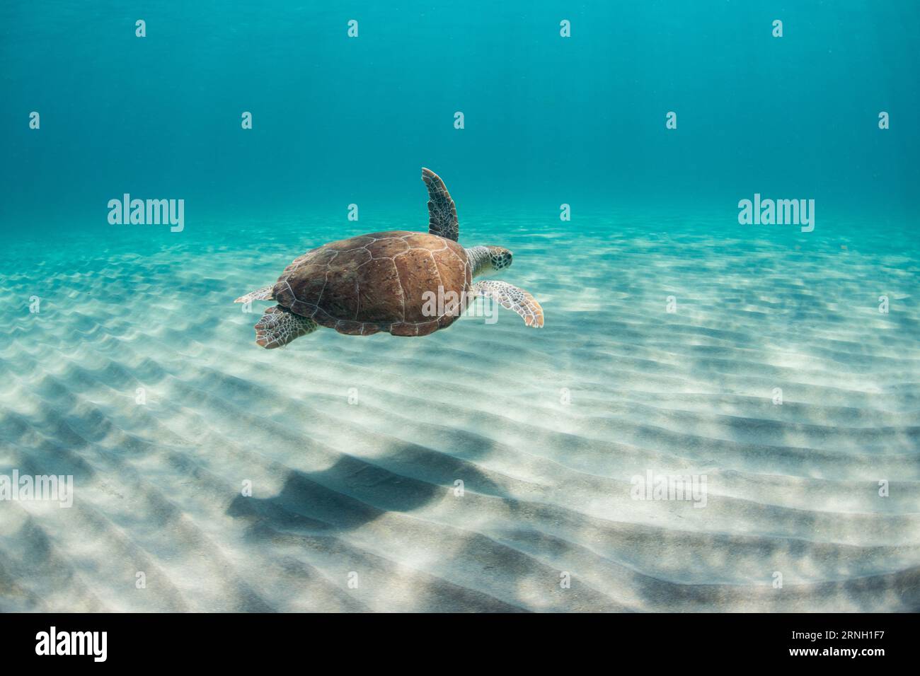 Tortue de mer nageant dans l'océan le long du fond sablonneux. Banque D'Images