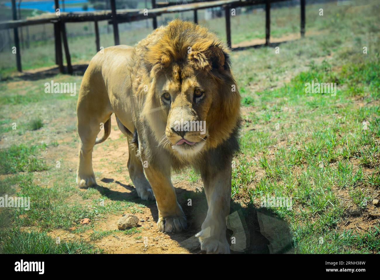 (161025) -- BETHLEHEM, Oct. 25, 2016 -- Photo taken on Oct. 25, 2016 shows a rescued lion in its enclosure at Lionsrock Big Cat Sanctuary, Bethlehem of Free State Province, South Africa. Lionsrock Big Cat Sanctuary, which was established in 2006, is the largest one of its kind in South Africa in terms of the number of the rescued big cats. It has already rescued more than 90 big cats including lions, leopards, tigers and cheetahs in inadequate conditions in zoos, circuses or private captivities all over the world. The rescued animals are provided with a lifelong safe home and habitat appropria Banque D'Images