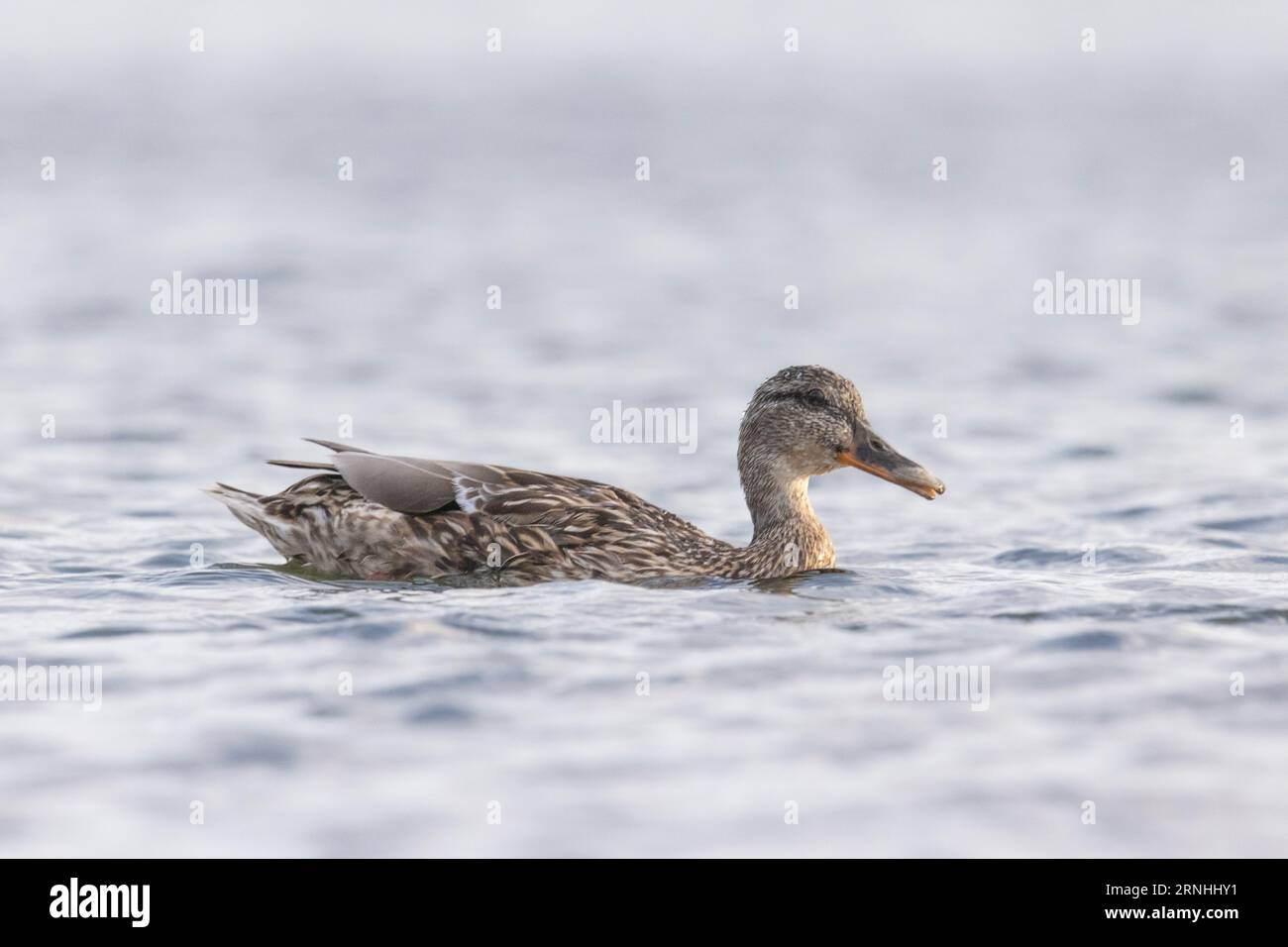 Une femelle du nord shoveler en Finlande Banque D'Images