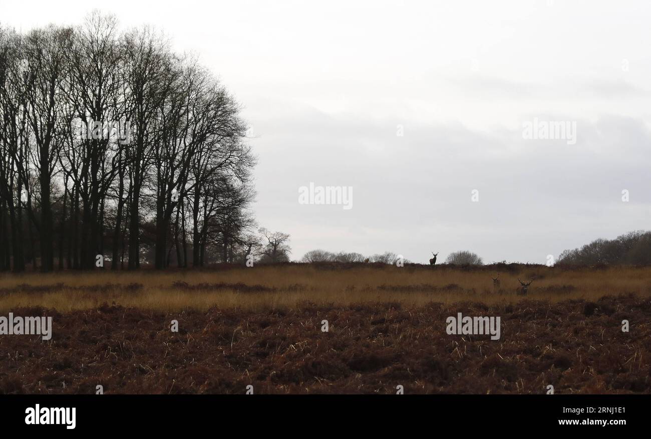 (161224) -- LONDRES, 24 décembre 2016 -- une photo prise le 24 décembre 2016 montre des cerfs dans Richmond Park, Londres, Grande-Bretagne. Richmond Park, le plus grand parc royal de Londres couvrant une superficie de 2 500 acres, est également une réserve naturelle nationale et un parc à cerfs avec 630 cerfs rouges et jachères errant librement.) BRITAIN-LONDON-NATURE-RICHMOND PARK-DEER HanxYan PUBLICATIONxNOTxINxCHN Londres DEC 24 2016 photo prise LE 24 2016 DEC montre des cerfs dans Richmond Park Londres Britain Richmond Park le plus grand parc royal de Londres couvrant une superficie de 2 500 acres EST donc une réserve naturelle nationale et Deer Park avec 630 Red et Fallo Banque D'Images