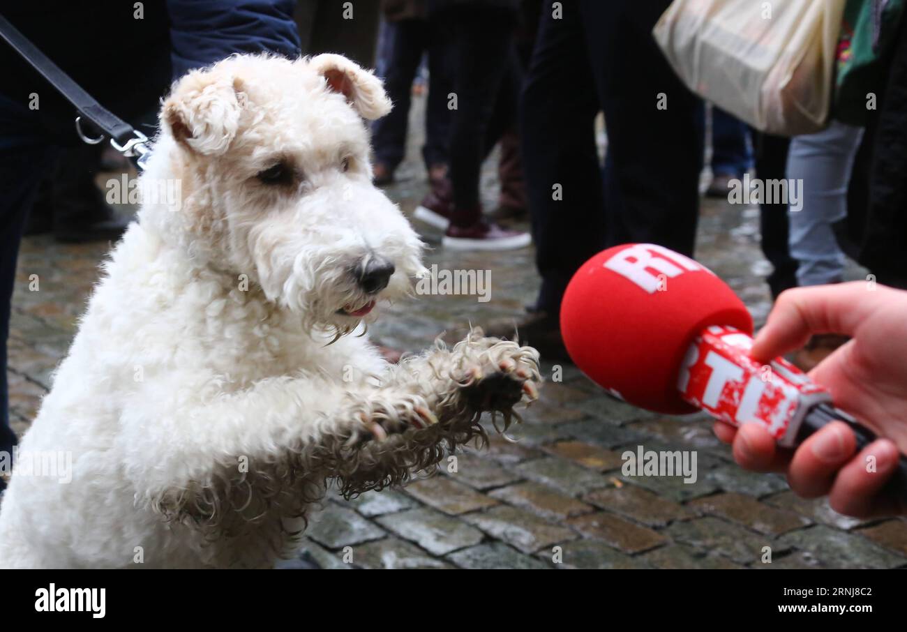 (170108) -- BRUXELLES, le 8 janvier 2017 -- Un chien cosjoué comme le Milou, personnage des aventures de Tintin , vient au spectacle sur la Grand-place de Bruxelles, Belgique, le 7 janvier 2017. Un spectacle de personnages comiques des aventures de Tintin a eu lieu samedi à Bruxelles. Les comics aventures de Tintin racontent les histoires d'un jeune reporter et explorateur belge. Ils ont été traduits dans des dizaines de langues et adaptés à la radio, à la télévision, au théâtre et au cinéma. (Zxj) BELGIQUE-BRUXELLES- LES AVENTURES DE TINTIN -SHOW GongxBing PUBLICATIONxNOTxINxCHN Bruxelles Jan 8 2017 un chien comme le Milou a Charact Banque D'Images