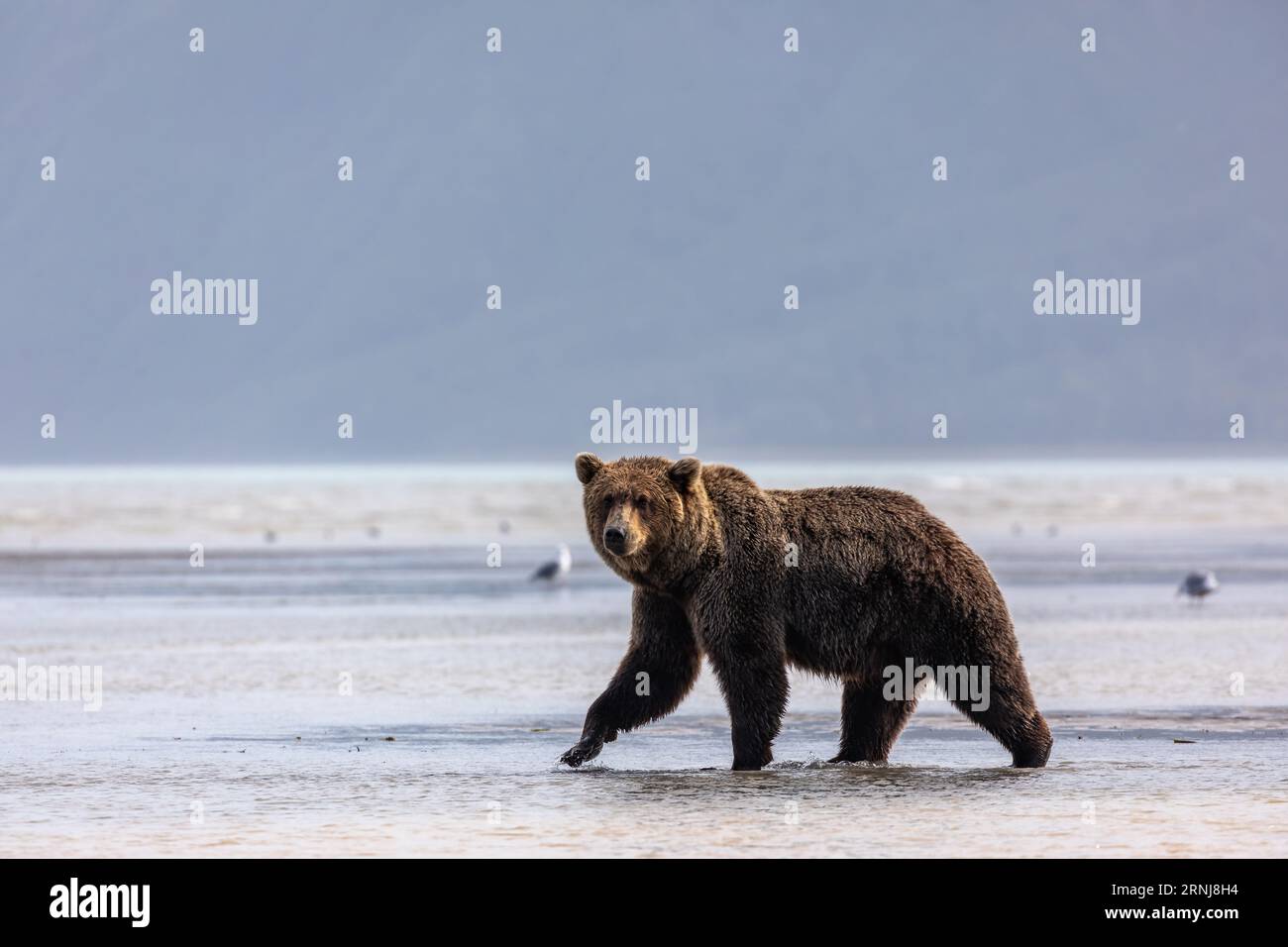 Ours grizzli sauvage, Ursus arctos horribilis, traversant les plaines de boue de marée de la baie océanique pour chercher des palourdes Banque D'Images