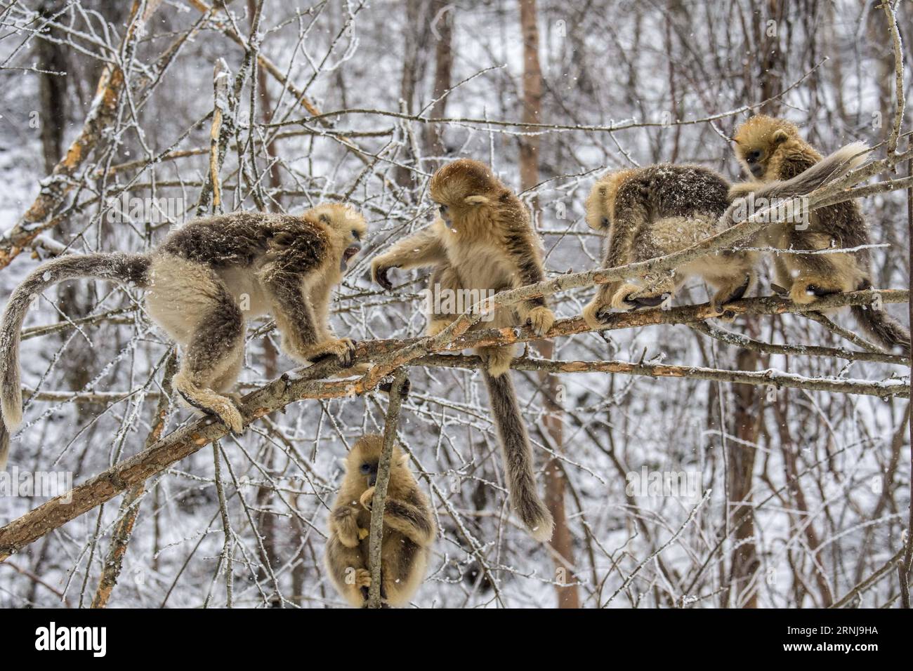 (170110) -- SHENNONGJIA, 10 janvier 2017 -- des singes dorés jouent dans les bois au centre de recherche sur les singes dorés de Dalongtan à Shennongjia, province du Hubei en Chine centrale, 10 janvier 2017. Des années de travail de protection ont doublé le nombre de singes dorés à Shennongjia depuis les années 1980. (Zhs) CHINA-HUBEI-GOLDEN MONKEY (CN) DuxHuaju PUBLICATIONxNOTxINxCHN Shennongjia Jan 10 2017 singes d'or jouer dans les bois AU Centre de recherche sur le singe d'or de Dalongtan à Shennongjia Chine centrale S province du Hubei Jan 10 2017 ans de travail de protection ont doublé le nombre de singes d'or à Shennongjia depuis Banque D'Images