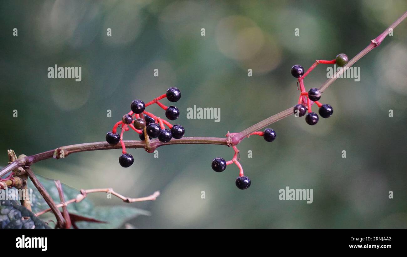 Parthenocissus quinquefolia (Creeper Virginia, Creeper Victoria, lierre à cinq feuilles, cinq doigts, woodbine) Banque D'Images