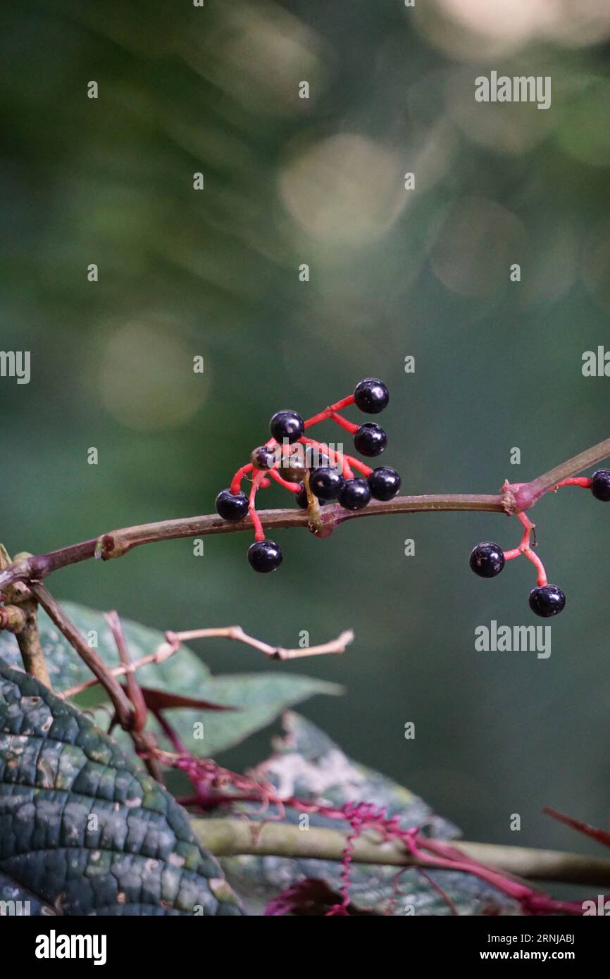 Parthenocissus quinquefolia (Creeper Virginia, Creeper Victoria, lierre à cinq feuilles, cinq doigts, woodbine) Banque D'Images