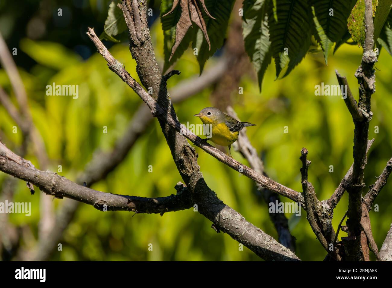 Parula du Nord (Parula americana), petits félins migrateurs nord-américains. Banque D'Images