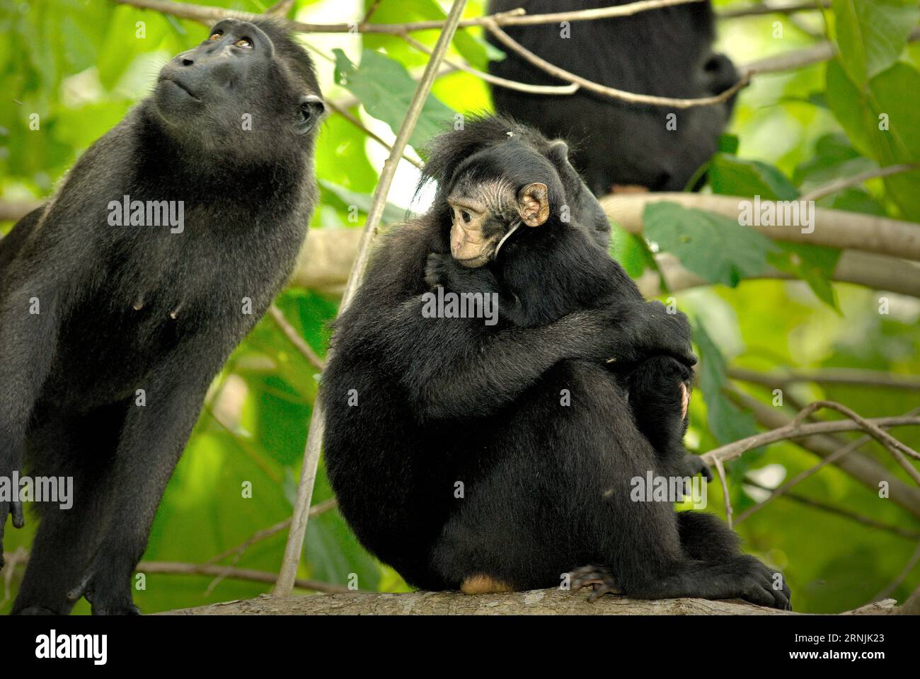 Célèbes macaques à crête (Macaca nigra) dans la forêt de Tangkoko, Sulawesi du Nord, Indonésie. Le macaque à crête appartient aux 10% des espèces de primates qui sont très vulnérables aux sécheresses. Un rapport récent a révélé que la température augmente effectivement dans la forêt de Tangkoko, et que l'abondance globale des fruits a diminué. Macaca nigra est considérée comme une espèce clé dans leur habitat, une importante «espèce parapluie» pour la conservation de la biodiversité. Leur présence est un bon indicateur de la santé actuelle de l'écosystème, selon les scientifiques des primates. Ils dépendent des arbres de canopée de grande taille pour la nourriture et... Banque D'Images