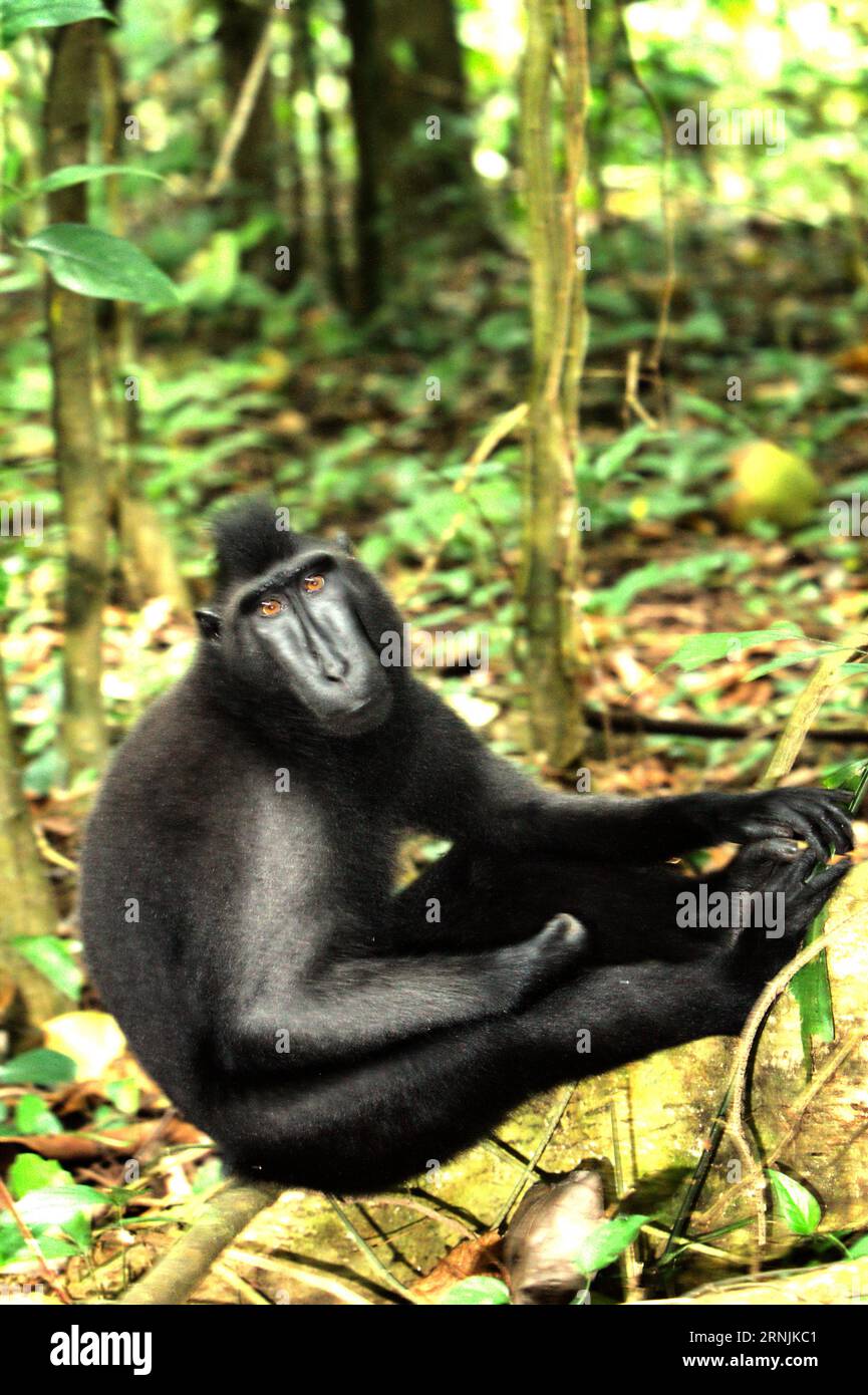 Portrait d'un macaque à crête de Célèbes (Macaca nigra) dans la forêt de Tangkoko, Sulawesi du Nord, Indonésie. Le macaque à crête appartient aux 10% des espèces de primates qui sont très vulnérables aux sécheresses. Un rapport récent a révélé que la température augmente effectivement dans la forêt de Tangkoko, et que l'abondance globale des fruits a diminué. Macaca nigra est considérée comme une espèce clé dans leur habitat, une importante «espèce parapluie» pour la conservation de la biodiversité. Leur présence est un bon indicateur de la santé actuelle de l'écosystème, selon les scientifiques des primates. Ils dépendent des arbres de canopée de grande taille pour... Banque D'Images