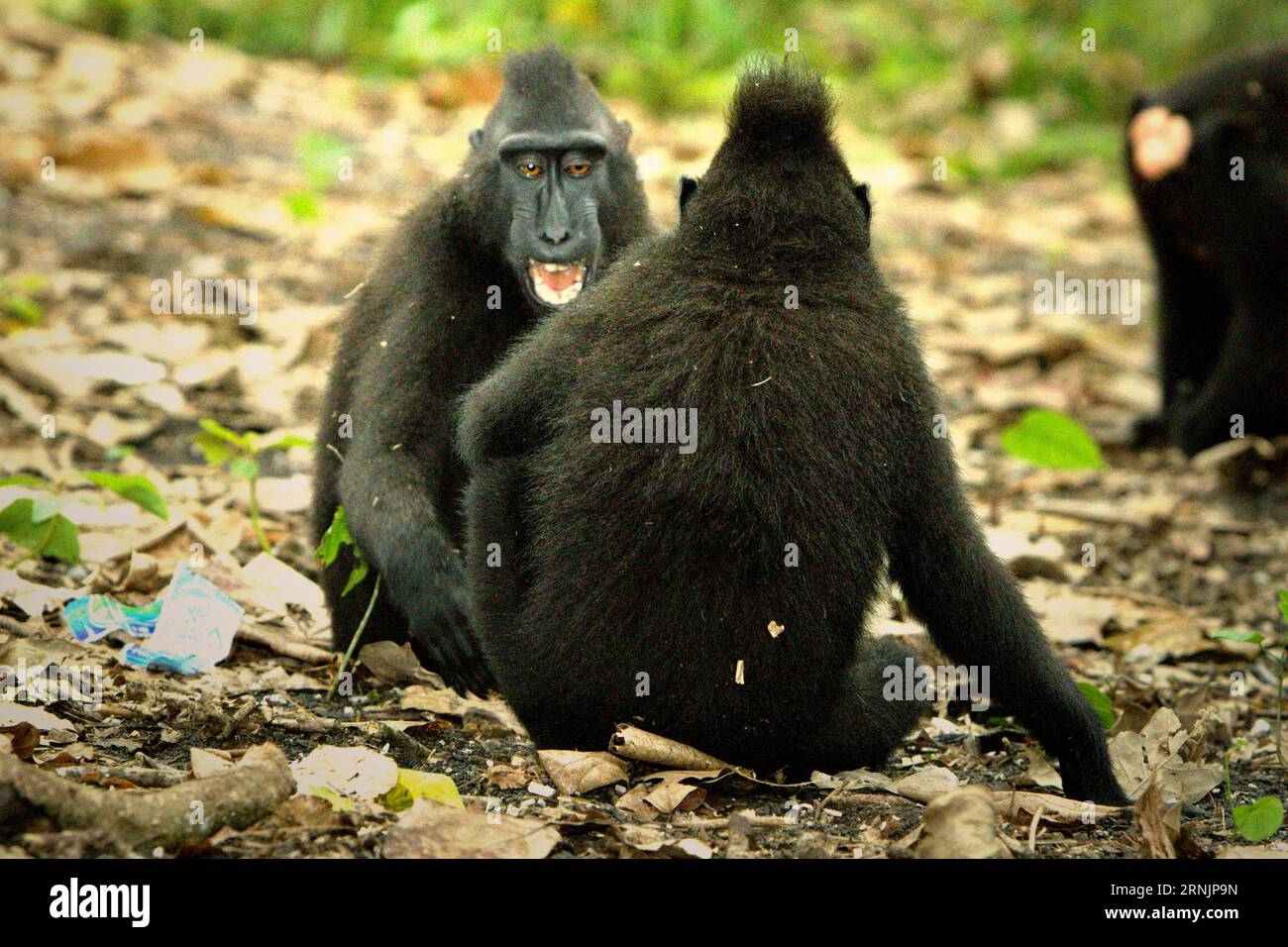 Les macaques à crête (Macaca nigra) ont une activité sociale sur le terrain dans la forêt de Tangkoko, Sulawesi du Nord, Indonésie. Les primatologues ont révélé que se battre ou se chasser les uns les autres font partie des activités sociales du macaque à crête. Les contacts manuels agressifs ont eu lieu fréquemment et sont très normaux, et sont souvent suivis de représailles et de réconciliation... un fait qui a aidé à construire la réputation du macaque à crête comme une espèce hautement tolérante socialement. le changement climatique peut réduire la convenance de l'habitat des espèces de primates, ce qui pourrait les forcer à quitter les habitats sûrs et... Banque D'Images